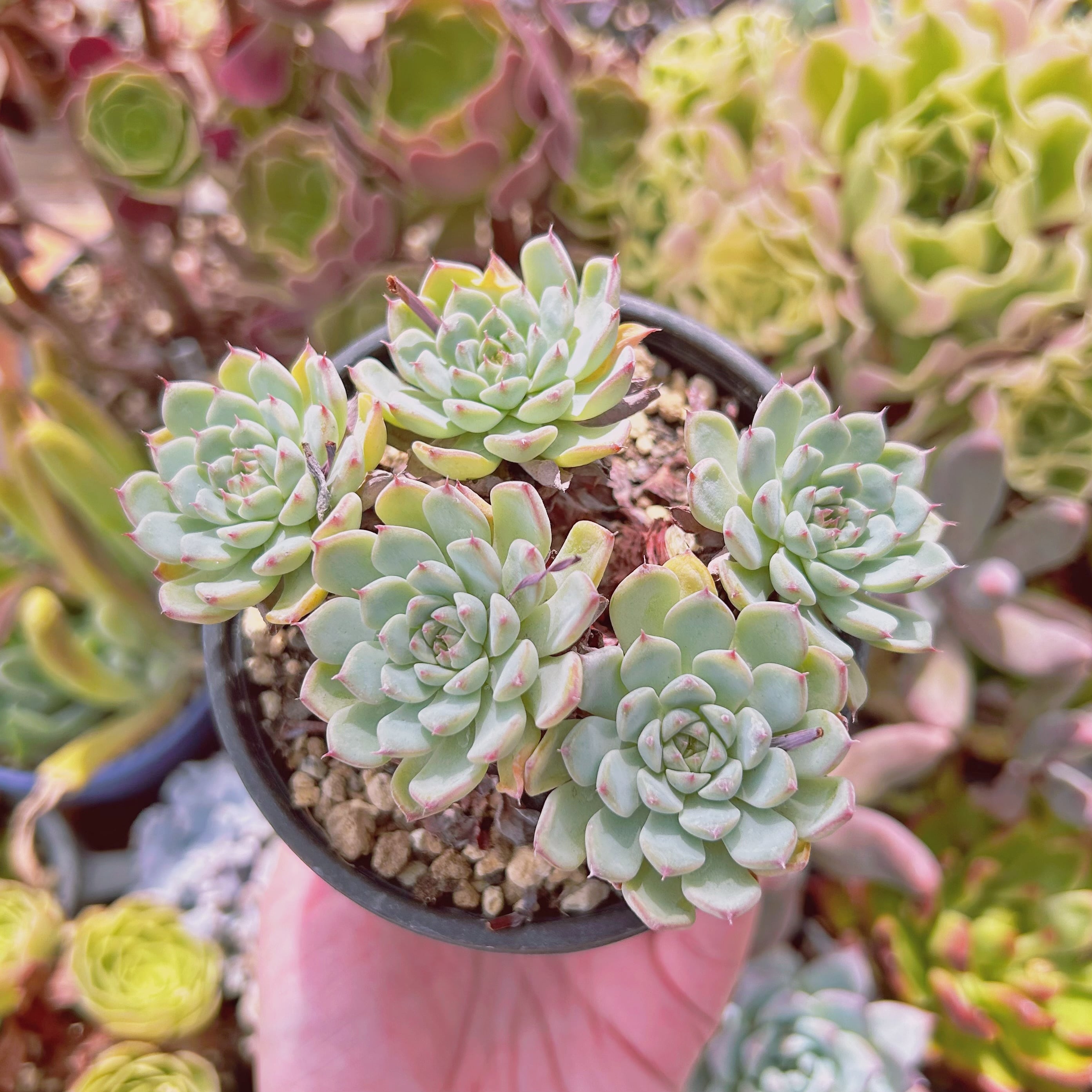 現物　多肉植物　ホワイトミニマ 　大群生　抜き苗