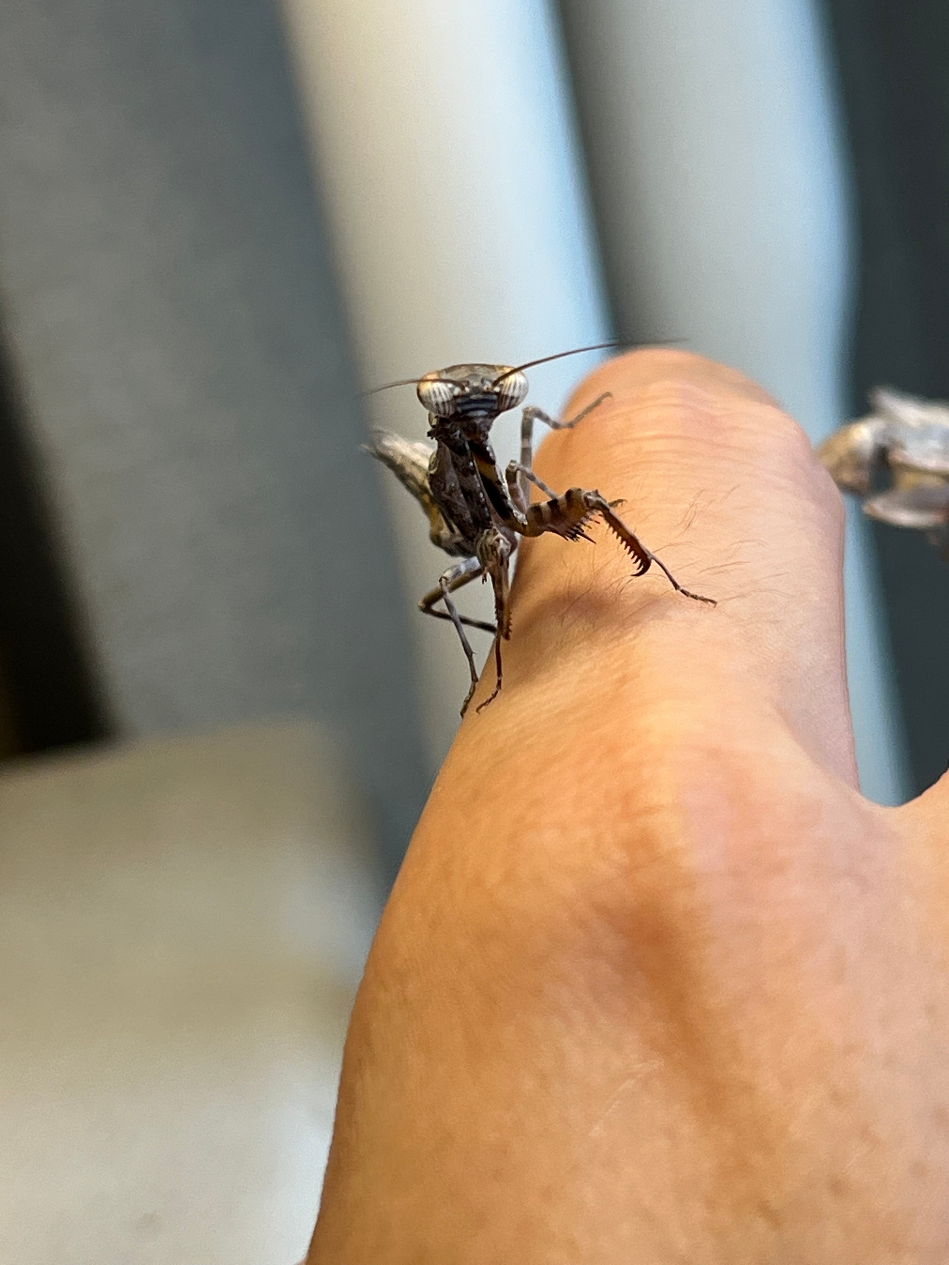 ペア】シリアゲカマキリ 全長3cm程 マンティスムカデセンチピード