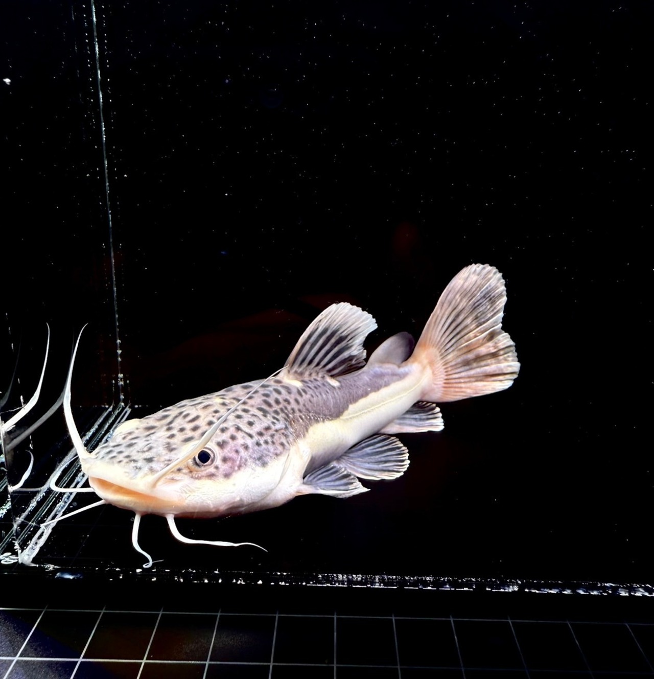 ショートボディー・レッドテールキャット❷ - 2