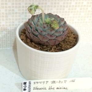 季心庵(kishinan) 多肉植物 エケベリア ブルーミニマ Echeveria blue minima 韓国苗 きしんあん 166