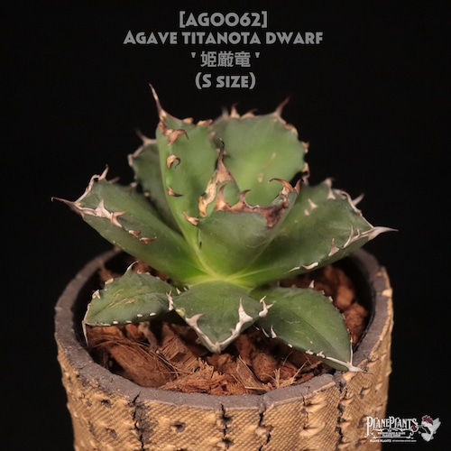 【送料無料】Agave titanota dwarf '姫厳竜' S〔アガベ〕AG0062