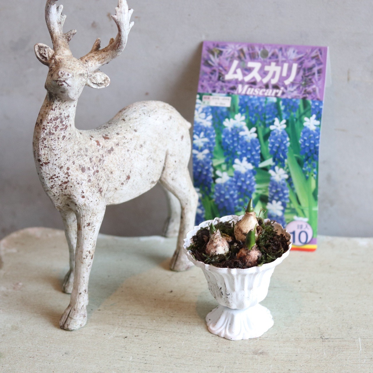 ムスカリミニカップ　届いてすぐ玄関に飾れる 　プレゼントにもオススメ　