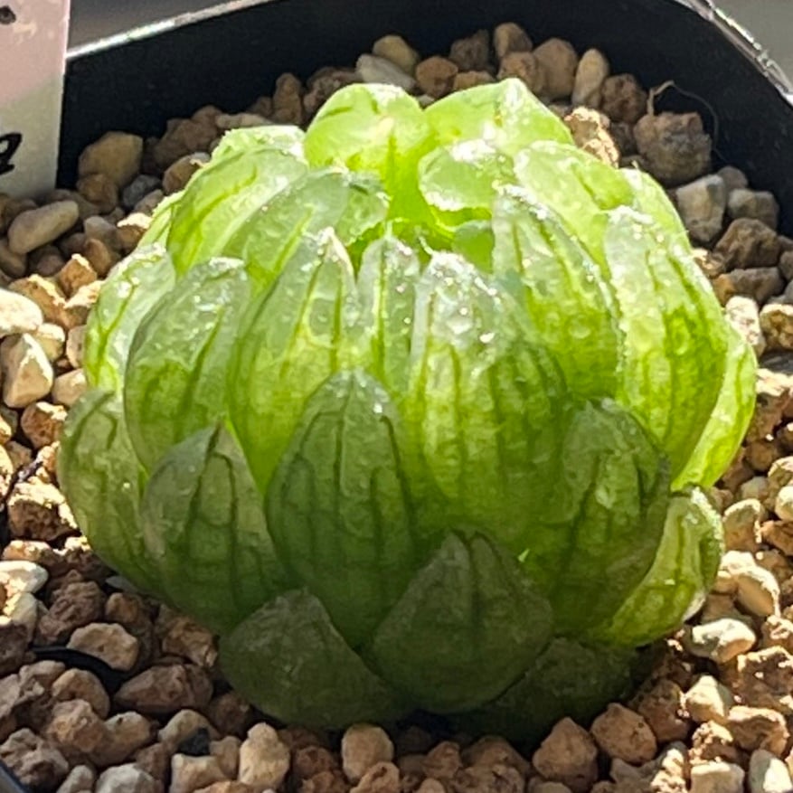 ハオルチア ピグマエアミュータント実生 特異株 | mocono_plants