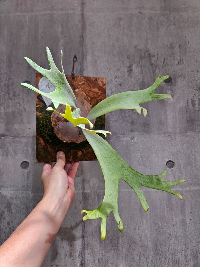 P. Willinckii cv. Sailor Mercury  (OC)  【artPLANTs/PLANTS GARAGE】  ビカクシダ/Platycerium