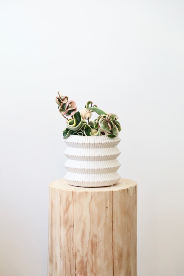 ホヤ コンパクタ バリエガータ/Hoya　※陶器鉢カバー付き