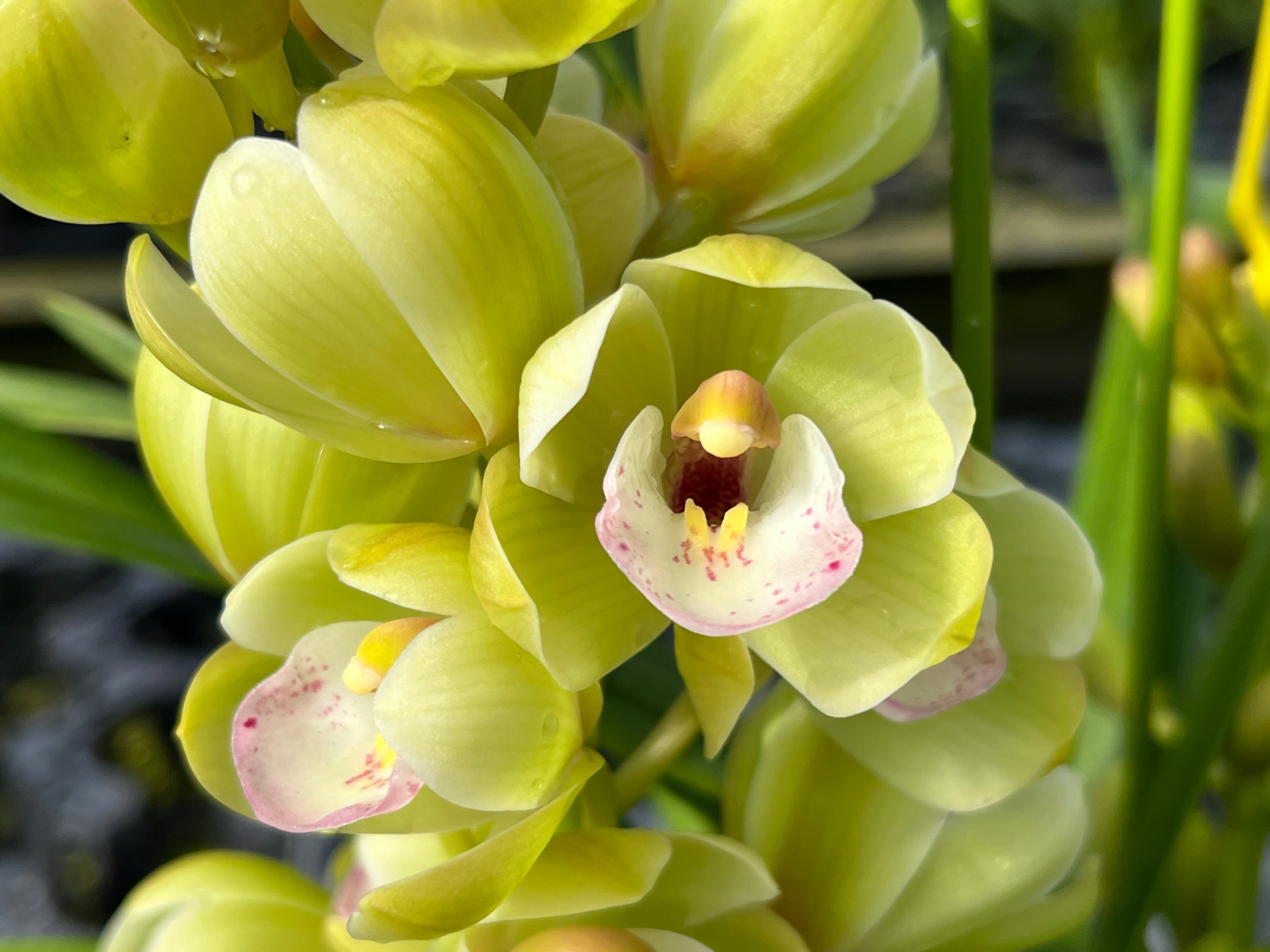 Anthurium moodeanum / アンスリウム・ムーデアナム② | Pay ID