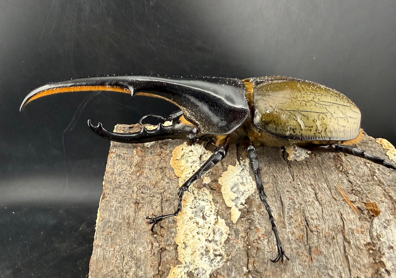 《ヘラクレス・ヘラクレス 145mm ペア》