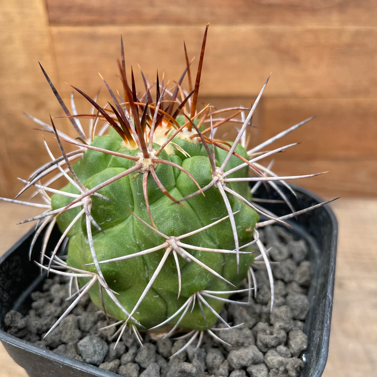 Copiapoa alticostata【コピアポア・アルチコスタータ・実生】