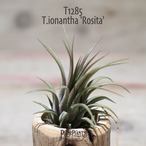 【送料無料】ionantha 'Rosita'〔エアプランツ〕現品発送T1285