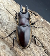 【WD】《ビソンノコギリ ニューギニア亜種 A'品ペア》