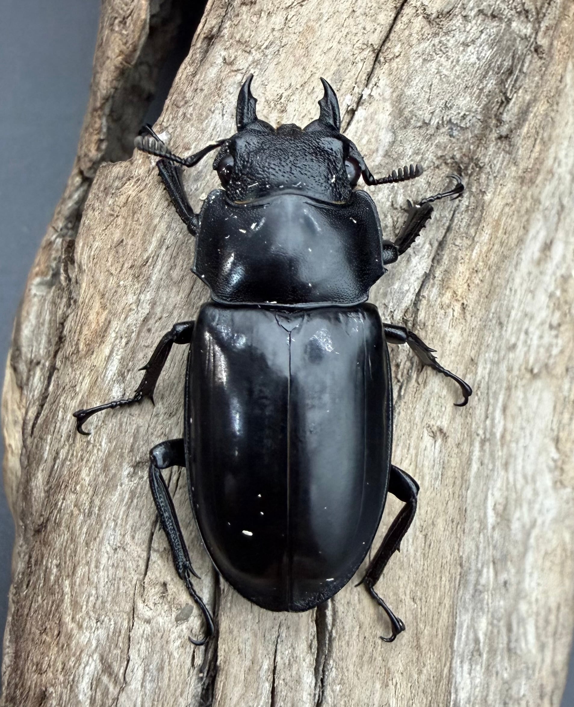 WD】《リノケロスフタマタ亜種chaudoiri 92mm A'品ペア》 | KPW公式