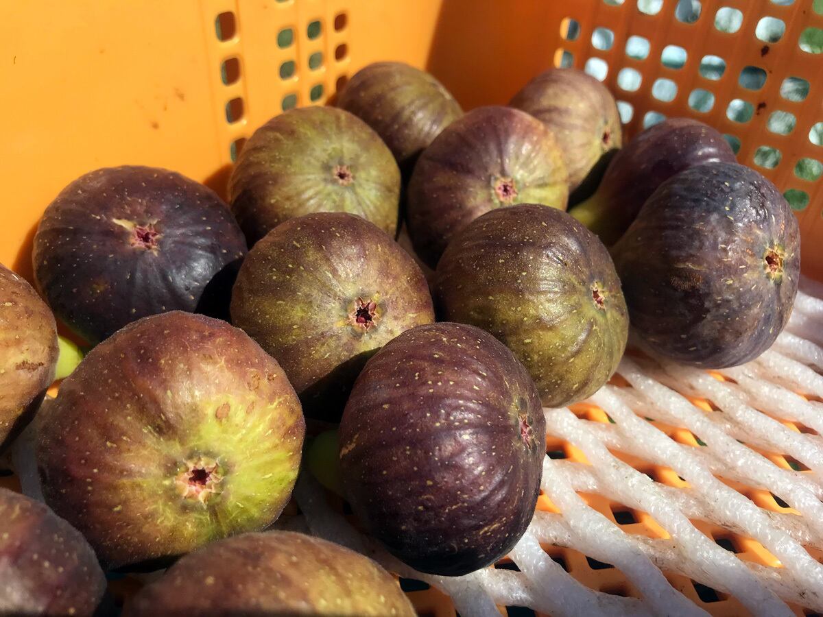 ここでしか味わえない】稀少いちじく食べ比べセット（黒いちじくも