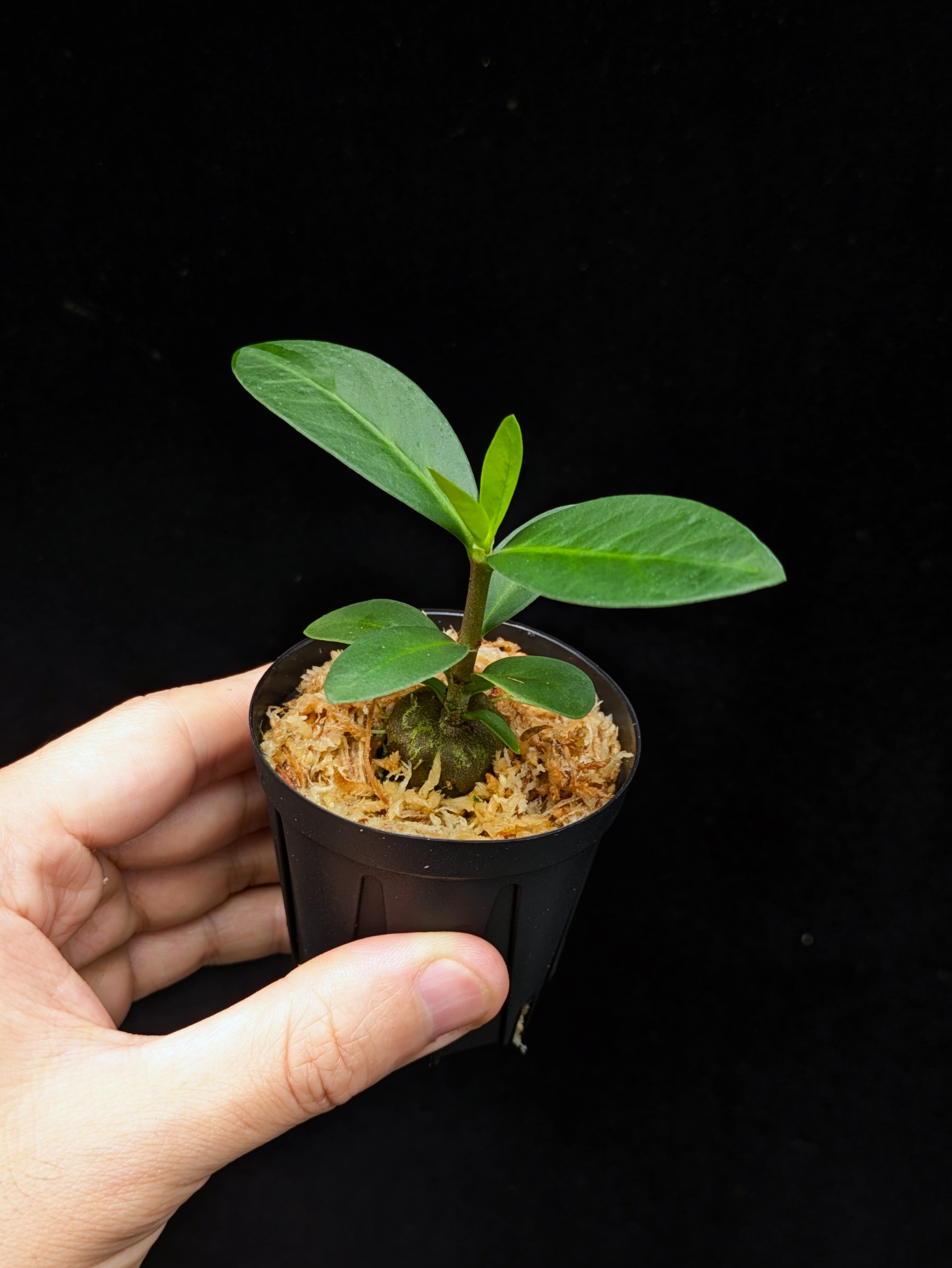 Myrmecodia tuberosa “papuana” 着生仕立て | 伊藤蟻植物農園