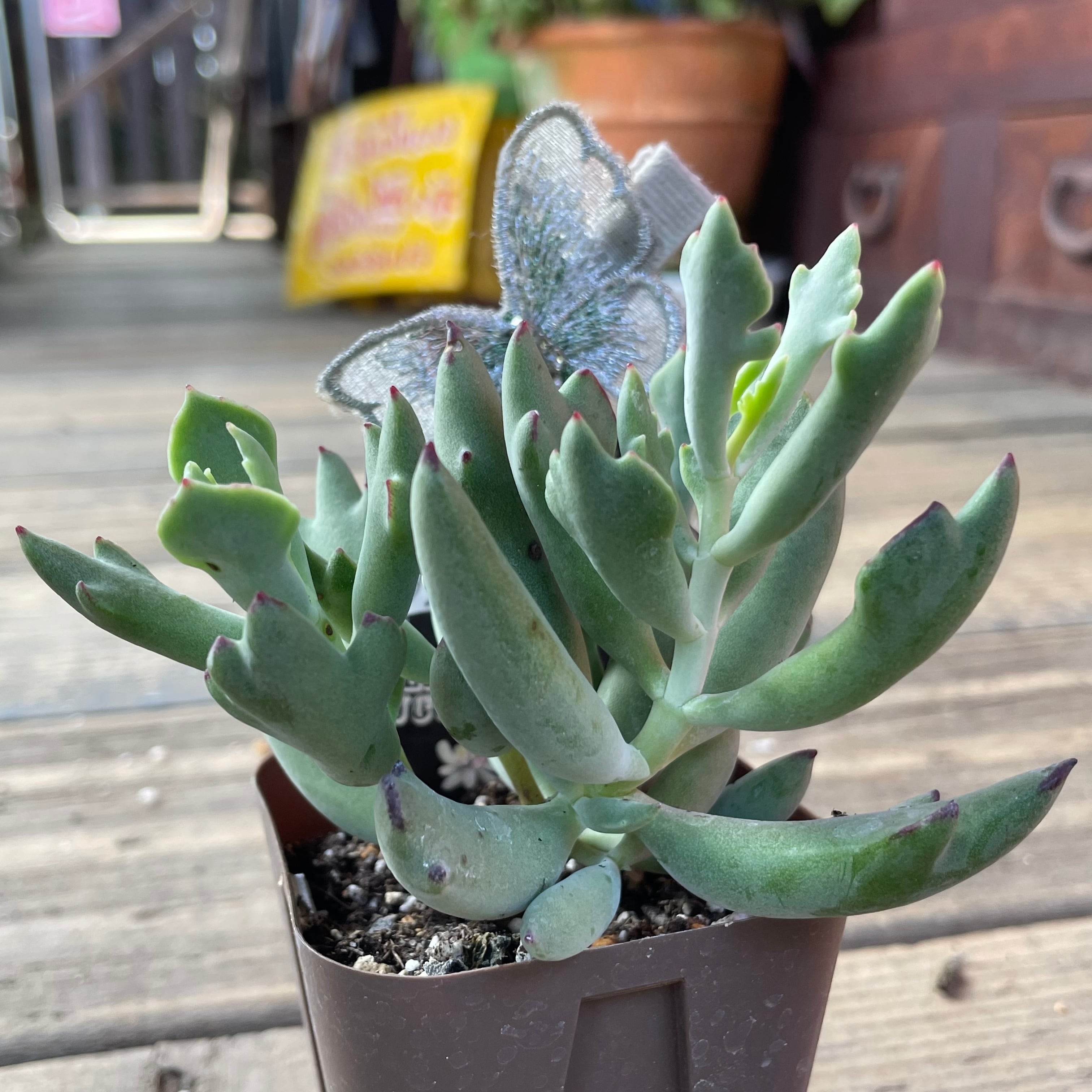 ダンシングクィーン | RuPo 多肉植物専門店