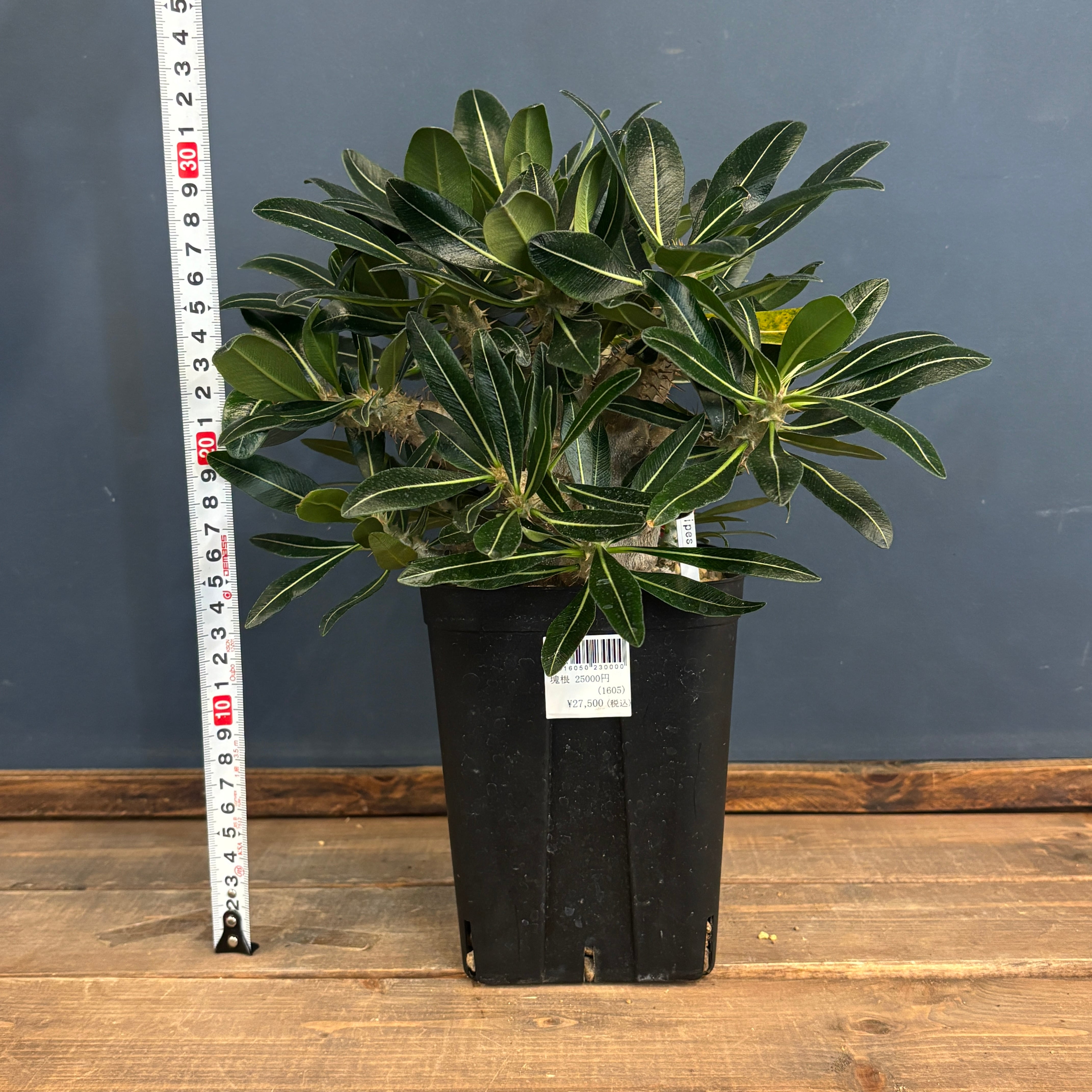 【鉢ごと発送】パキポディウム カクチベス 現地球 発根済株※プレステラ150 鉢ごと発送】パキポディウム カクチベス 現地球 発根済株※プレステラ150