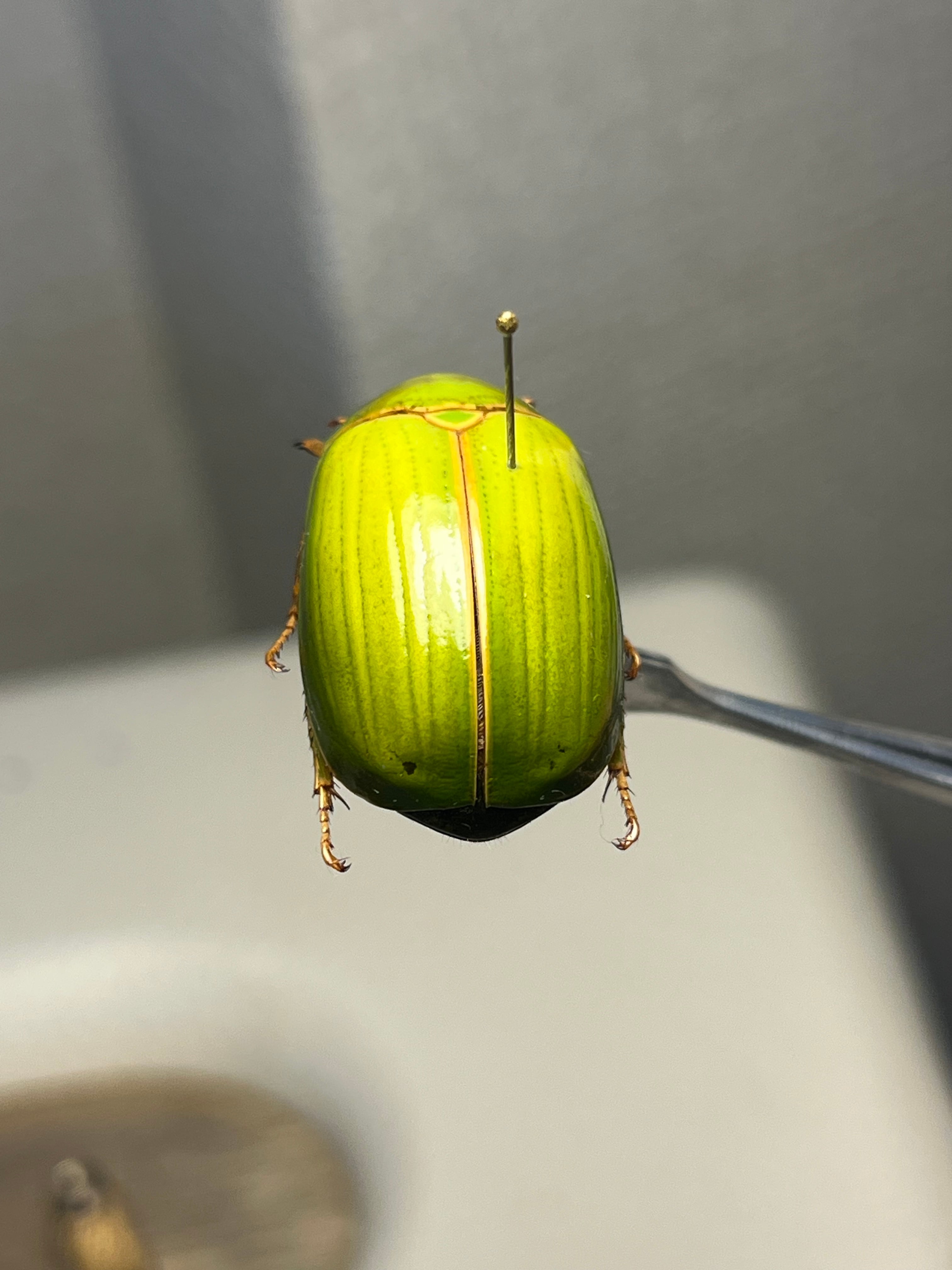 【鶯黄金希少種】枝豆感のあるパマセアタケコガネ ？ 標本 ウグイスコガネ 鶯黄金希少種】枝豆感のあるパマセアタケコガネ ？ 標本 ウグイス