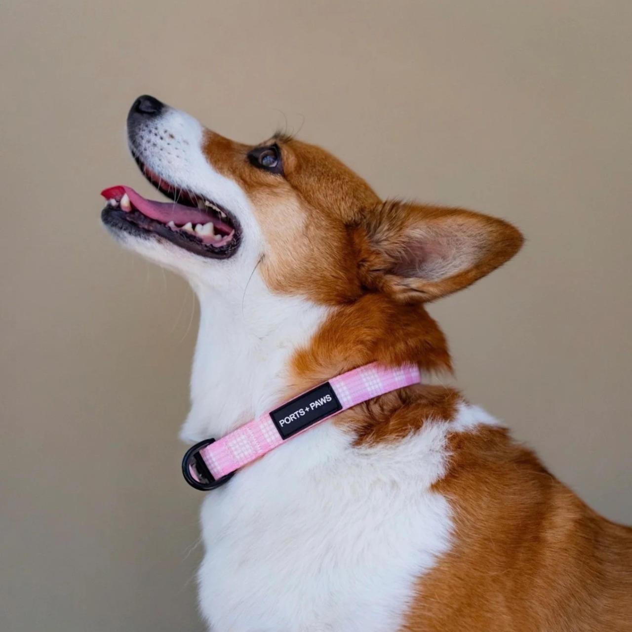 COLLAR 首輪 / PORTS + PAWS ハワイ 犬 パラカ ベビーピンク