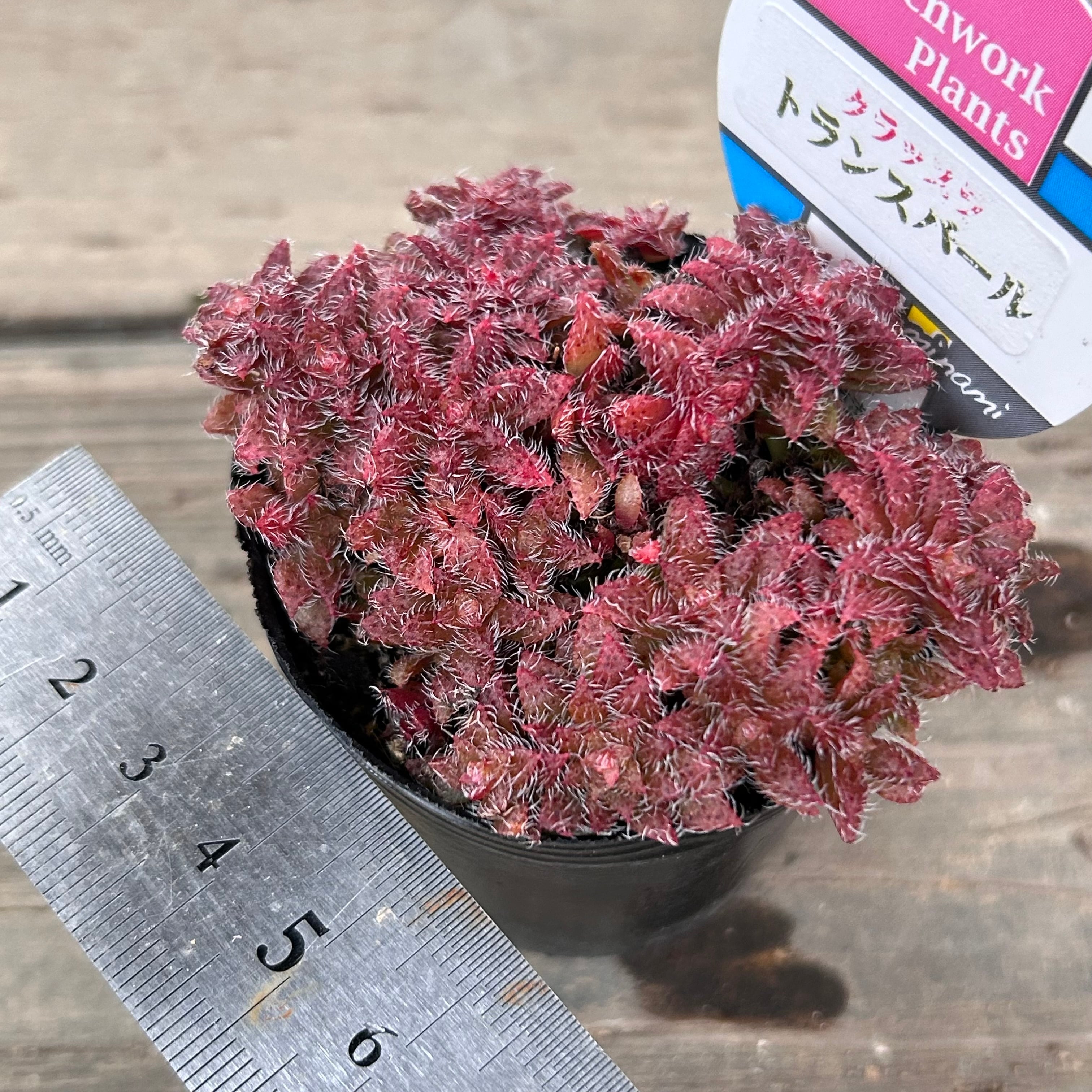 トランスバール | RuPo 多肉植物専門店