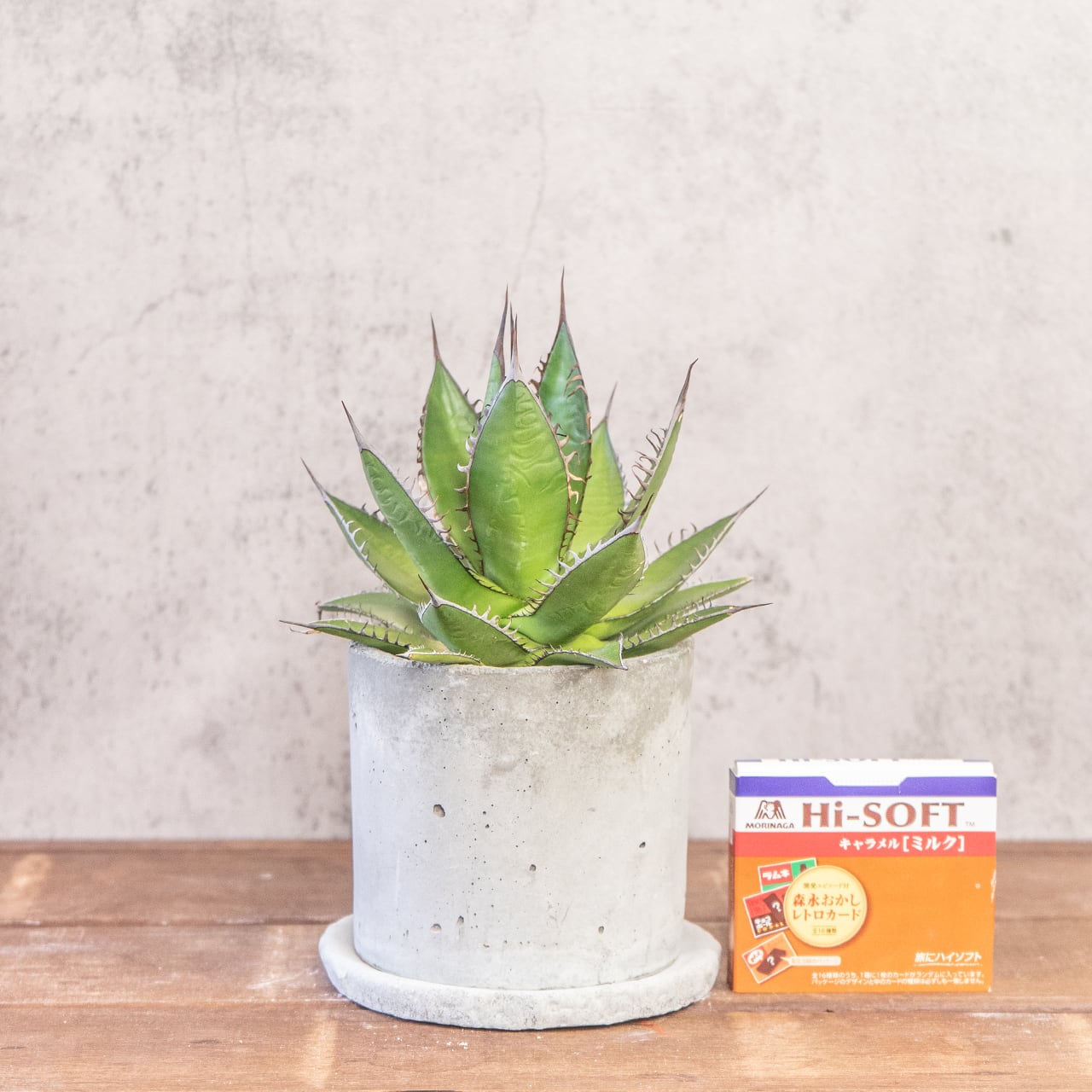 アガベ・ホリダ｜鋭いトゲと整ったフォルムが美しい一点物【モルタル鉢】