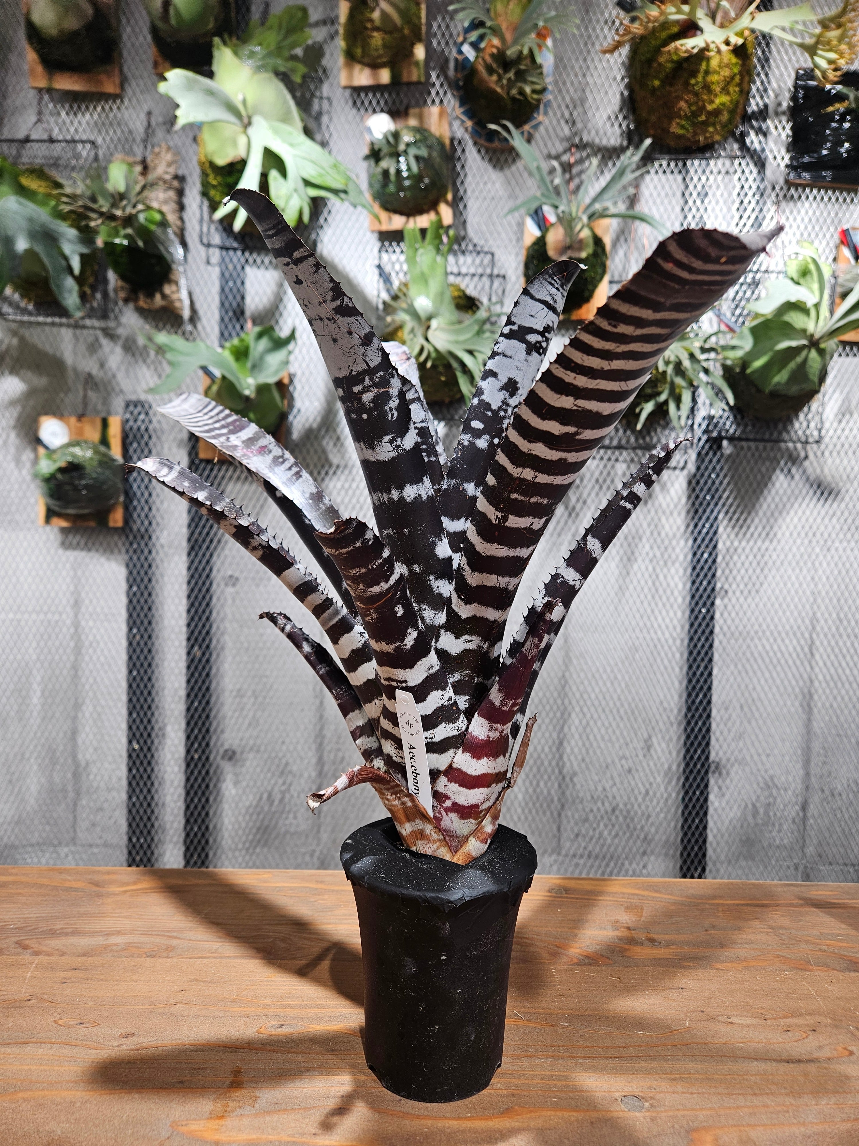 タンクブロメリア | artPLANTs （アートプランツ）