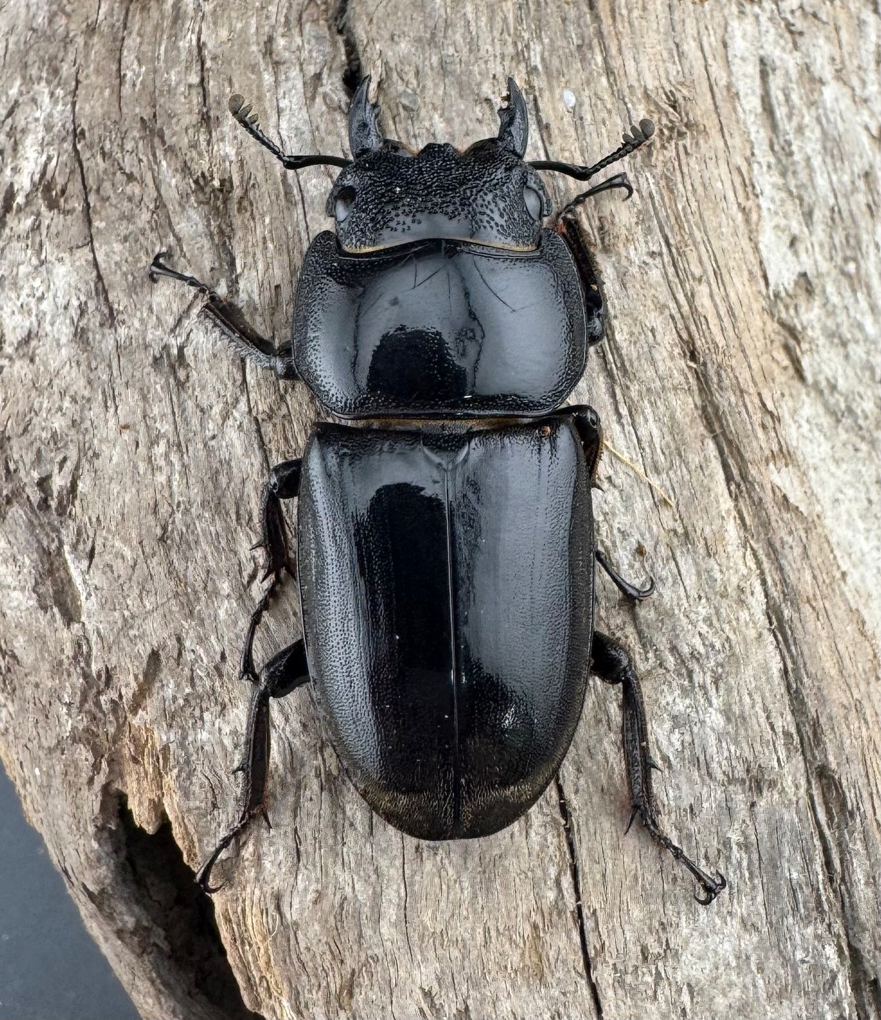 【WD】《スラウェシオオヒラタ 南スラウェシ産 91mm ペア》