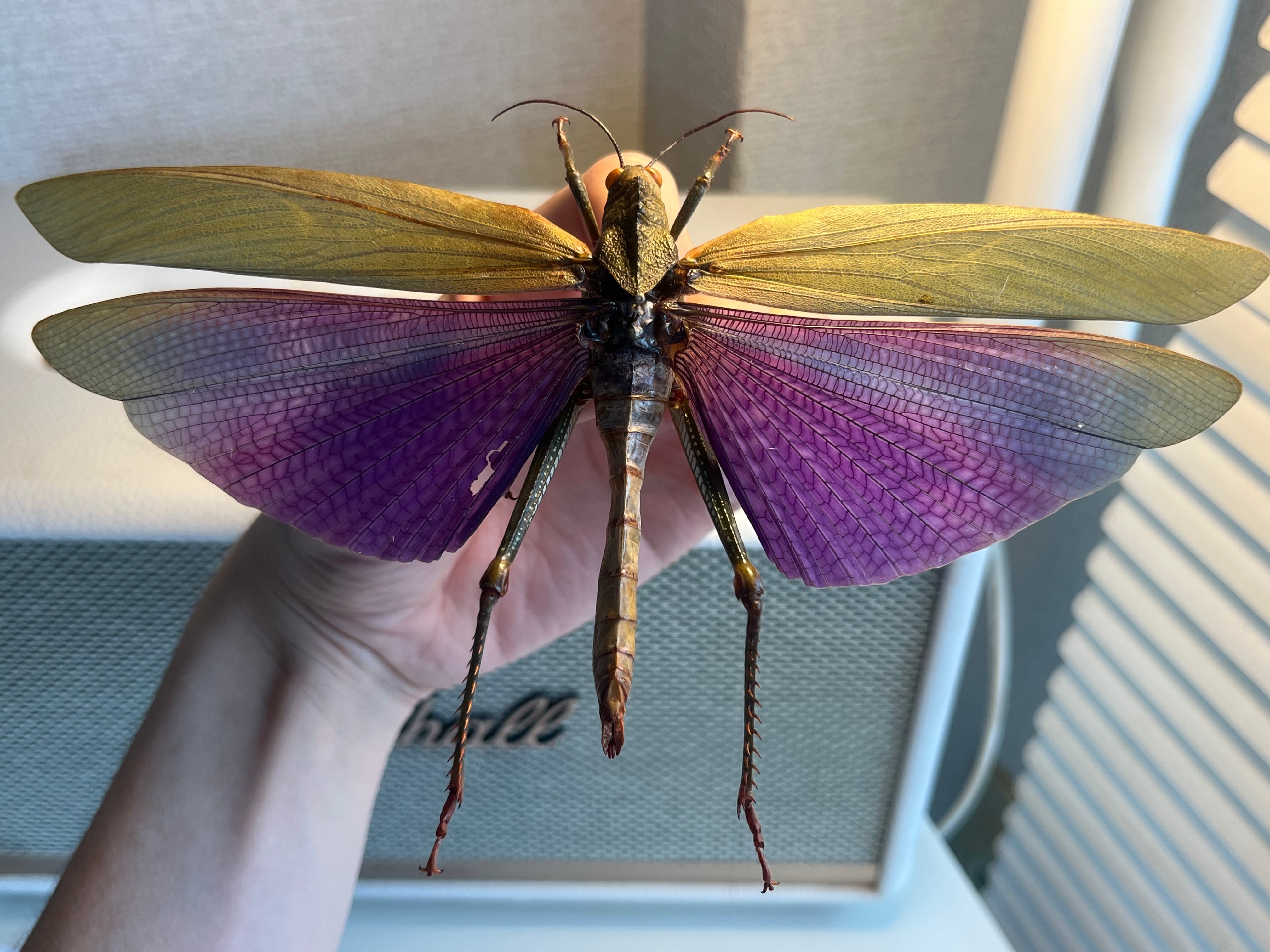 飛蝗最大級】シタムラサキオオバッタ 昆虫標本 直翅類 カマキリ
