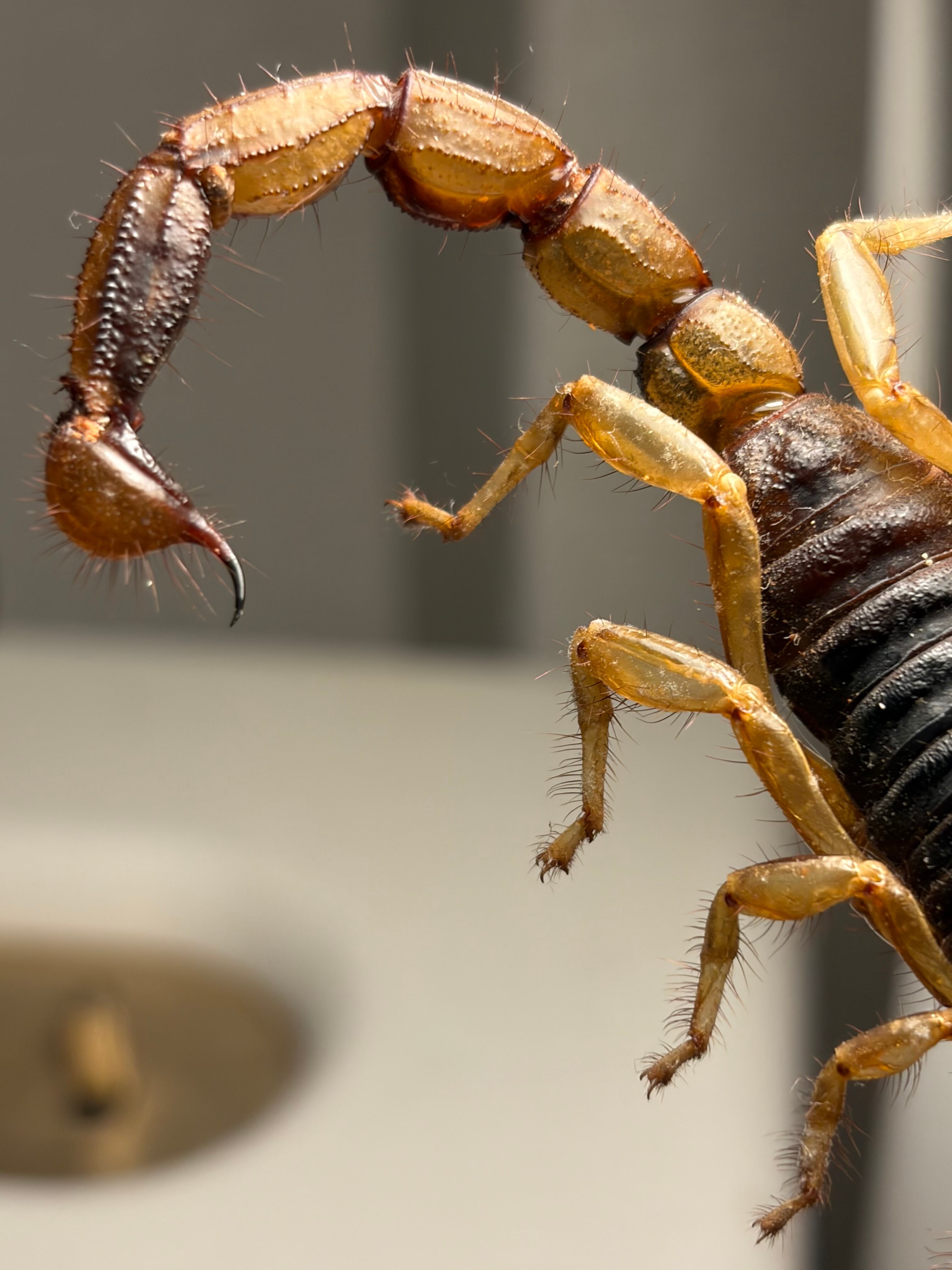 【合法激レア蠍】Hoffmannihadrurus gertschiサソリ標本 合法激レア蠍】Hoffmannihadrurus gertschiサソリ サブアダルト