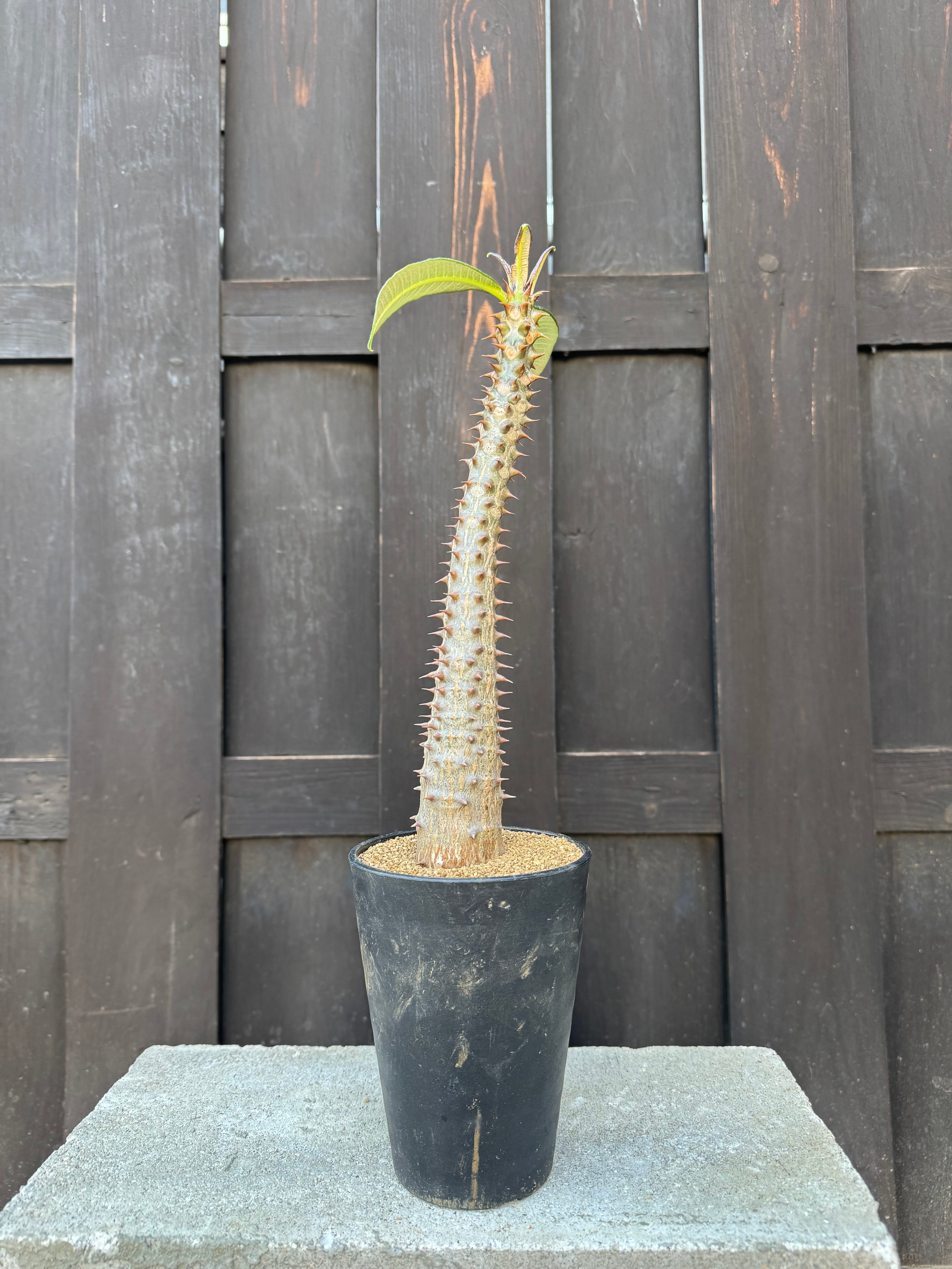 新着・極上逸品】Pachypodium baronii【国内実生】パキポディウム