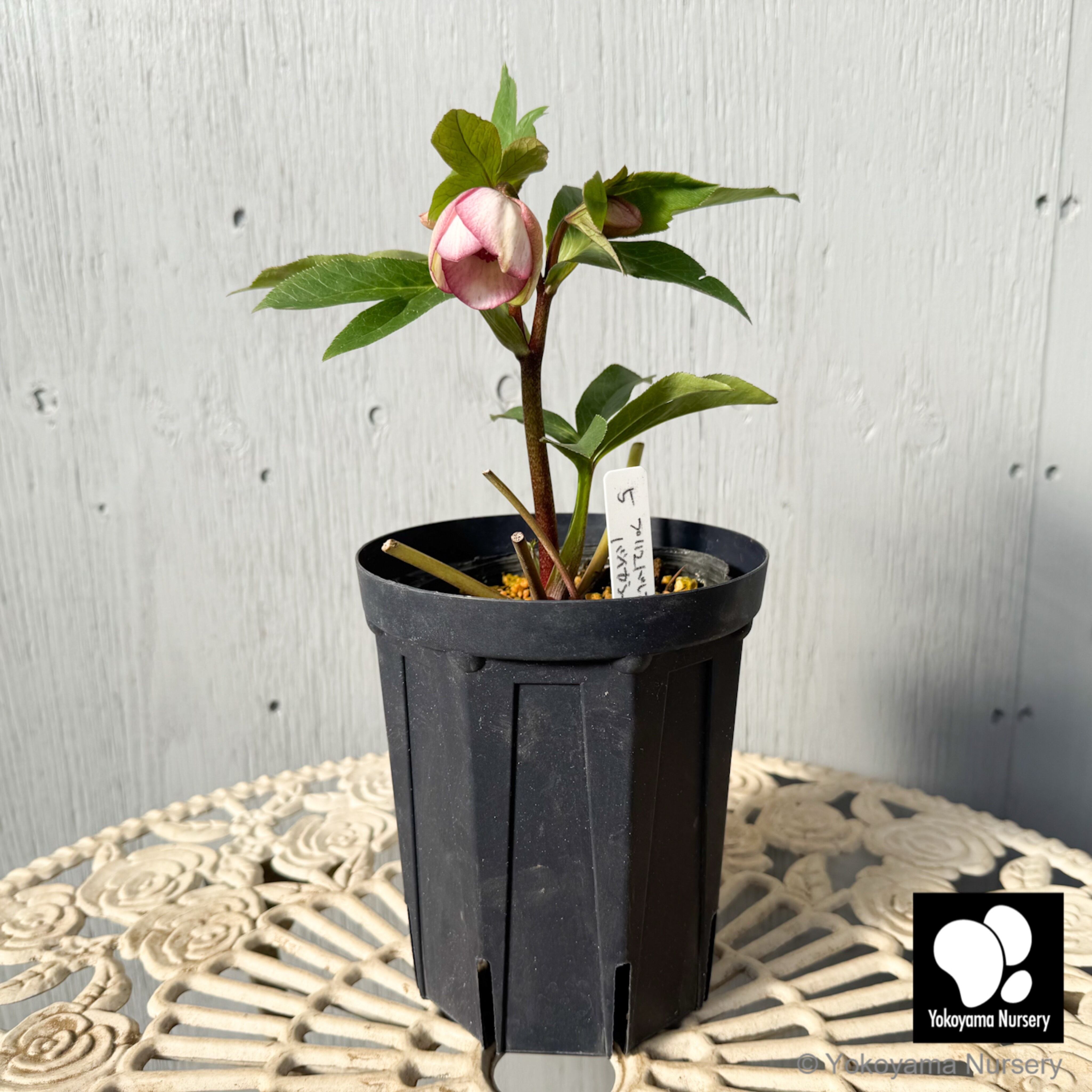 しぶかり様　　ベリーローズ3本 抽選販売】［11］ クリスマスローズ プリマドレス ピンクホワイト バイ