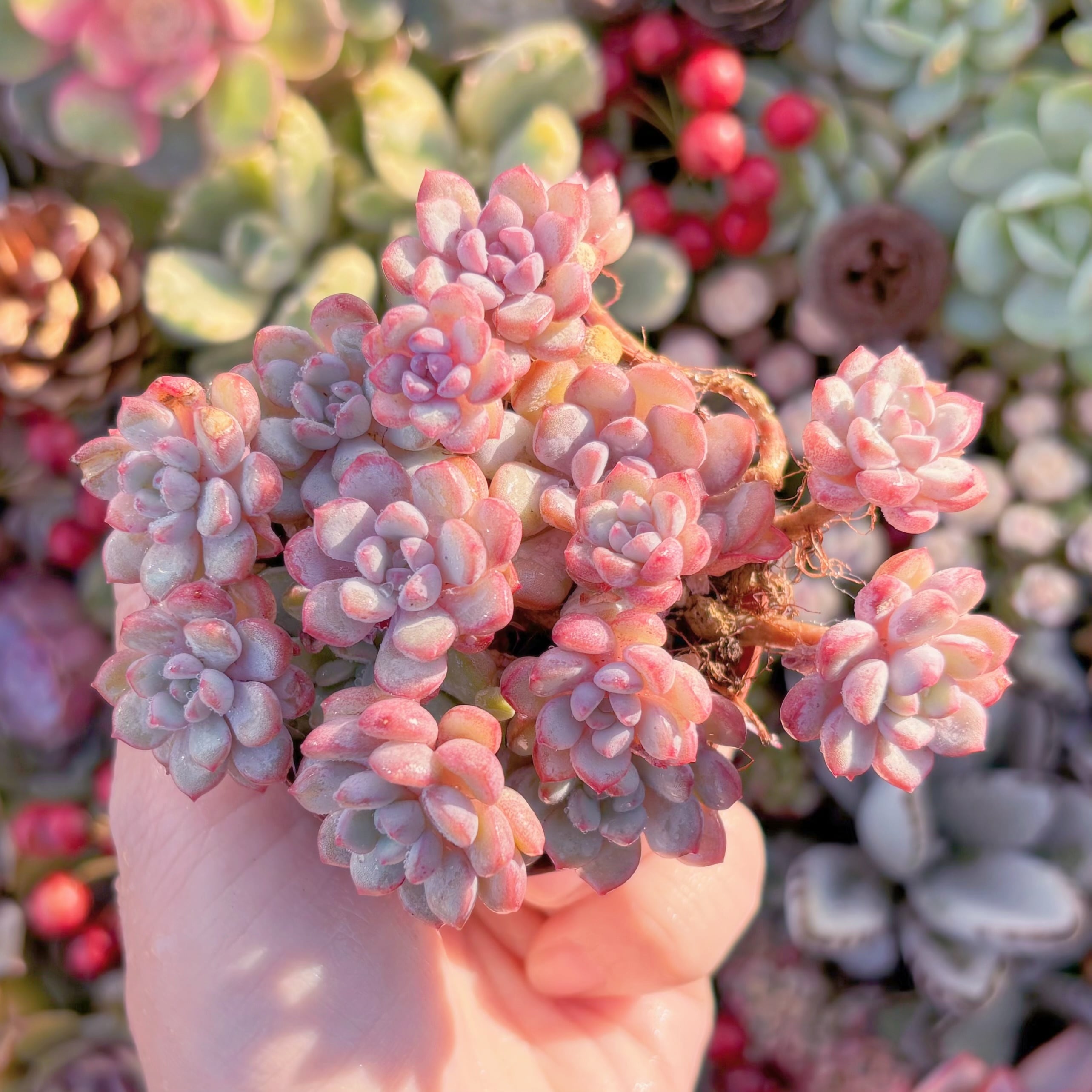 現品　萌豆#232　群生　るる農園