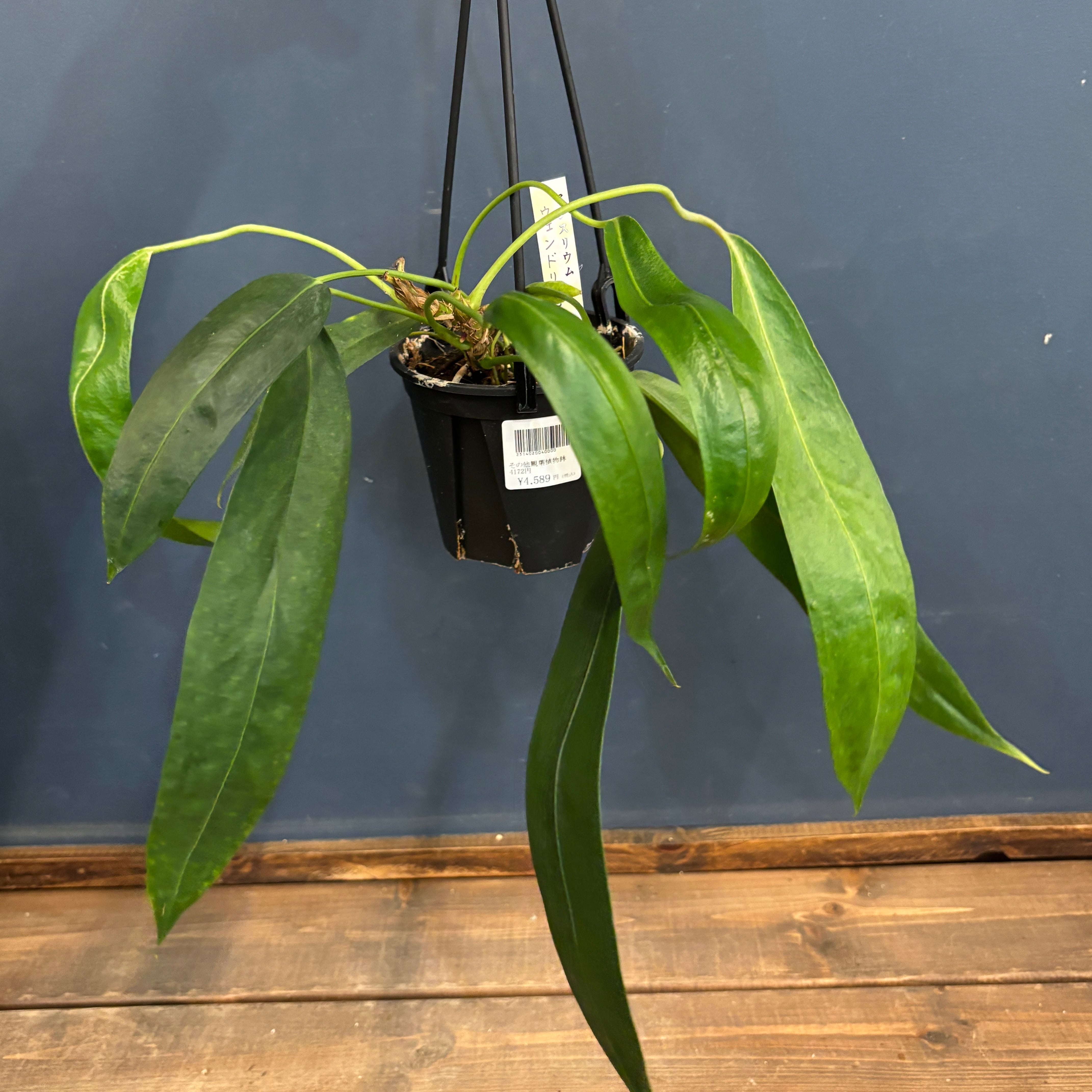 アンスリウム ウェンドリンゲリ【920】