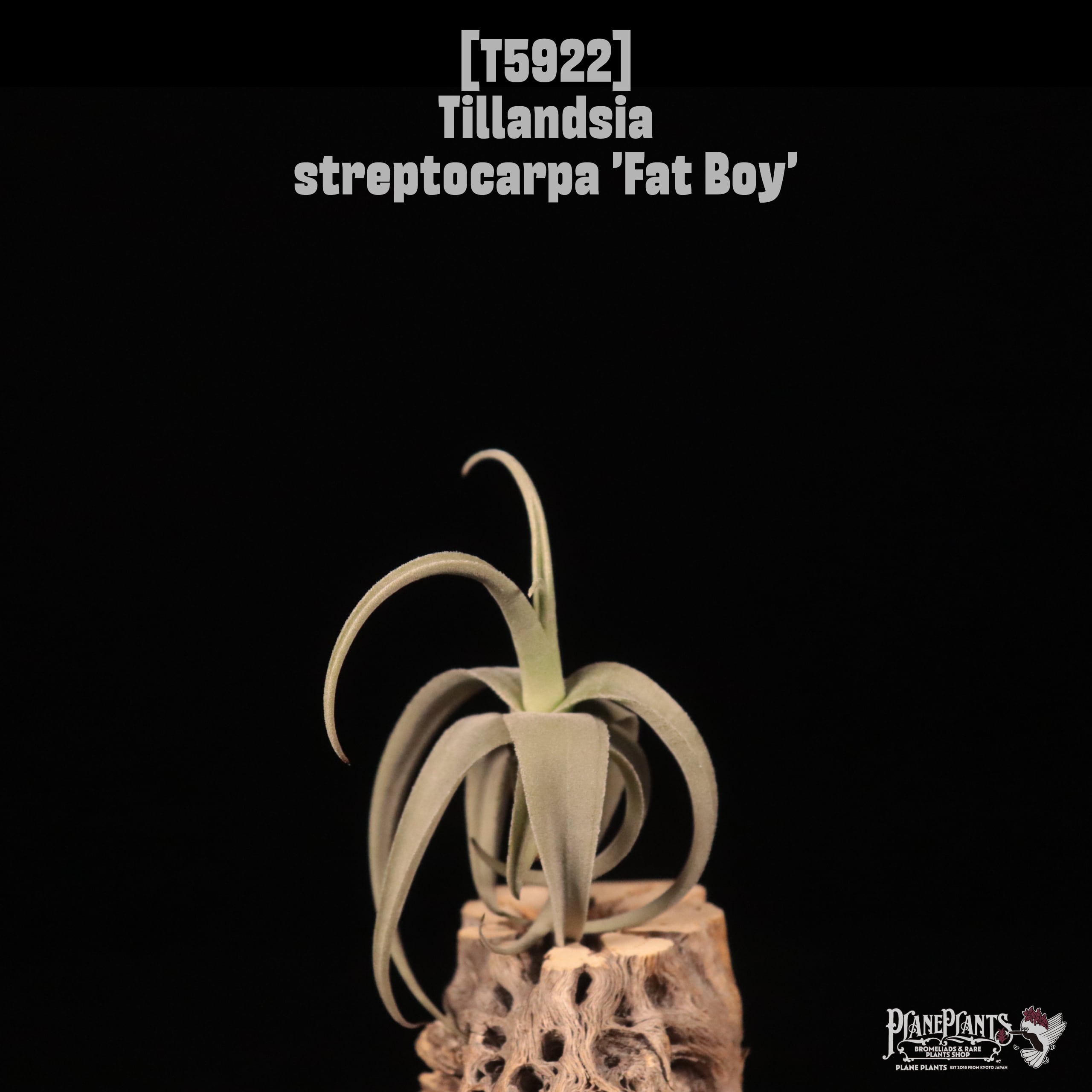 Tillandsia streptocarpa 'Fat Boy'〔エアプランツ〕T5922
