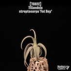 Tillandsia streptocarpa 'Fat Boy'〔エアプランツ〕T5922