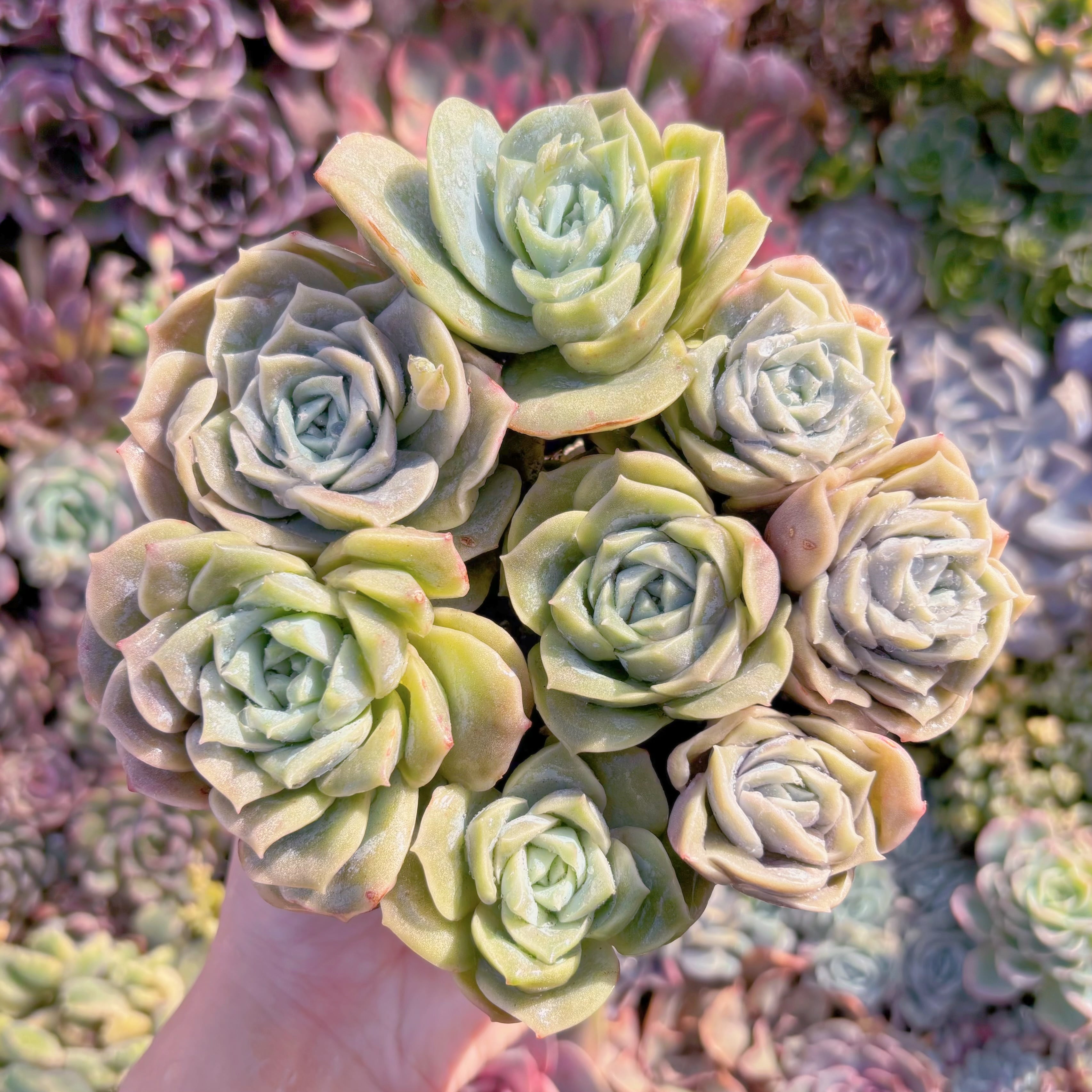 現品　ラブリーローズ#M004　るる農園