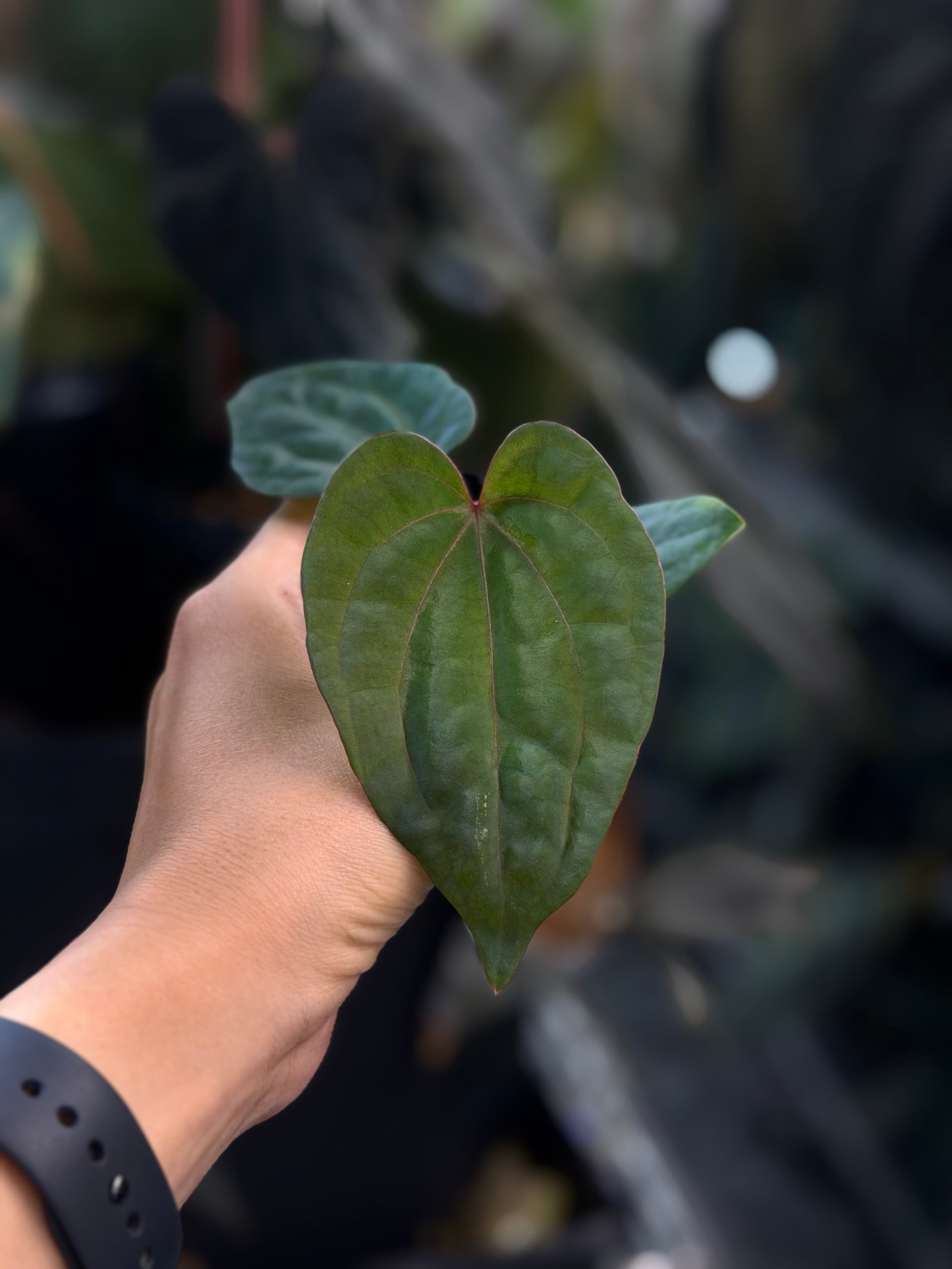 anthuroom