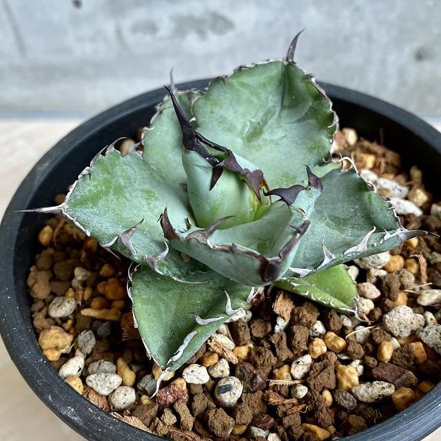 agave titanota black and blue (blue ball) /アガベ チタノタ ブラックアンドブルー (ブルーボール)  【観葉植物】【多肉植物】【インテリア】【抜き苗発送】【発根済】【美株】