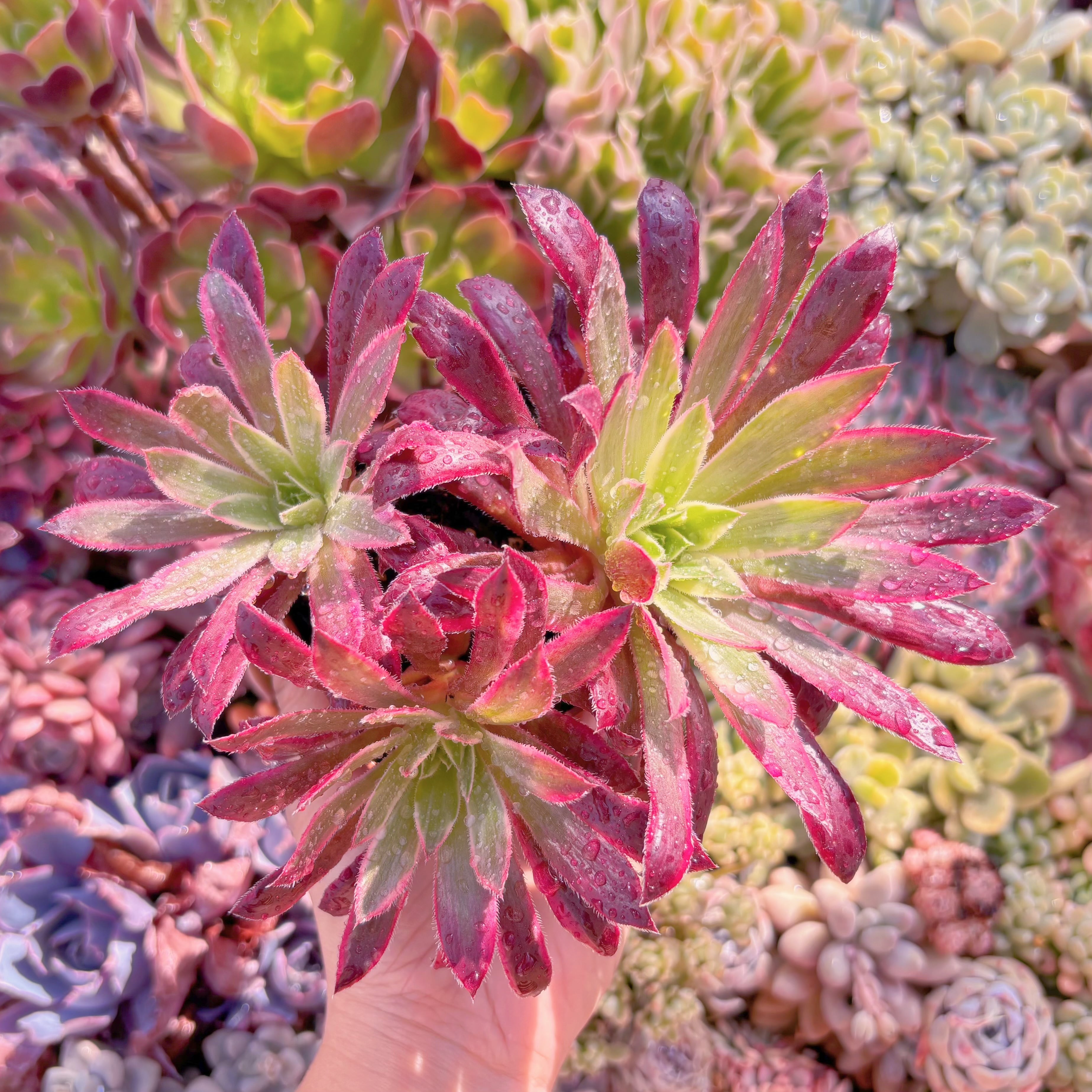 現品　鳳凰錦#667　新入荷　るる農園