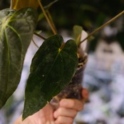 アンスリウム エース オブ スペード(AOS) × パピリラミナム(FS)⑥/ Anthurium Ace of spades × Papillilaminum / 観葉植物