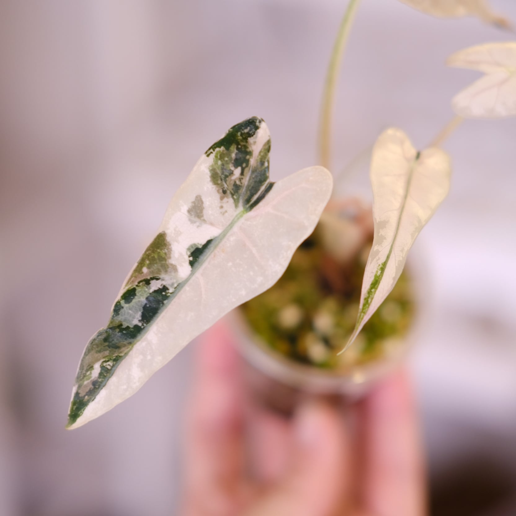 ぽ*ん様 特選株 アロカシア バンビーノ ピンク アロカシア バンビーノ ピンク斑入り Alocasia Bambino pink