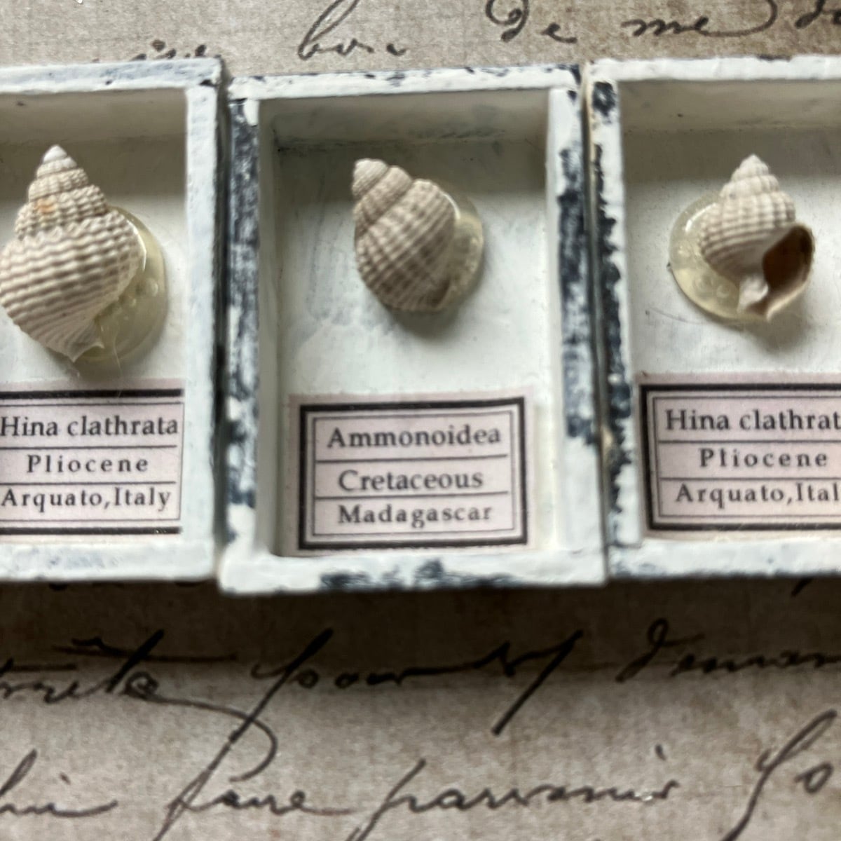 ふんまき貝 83513b550b4718de338b98c6adcc7c