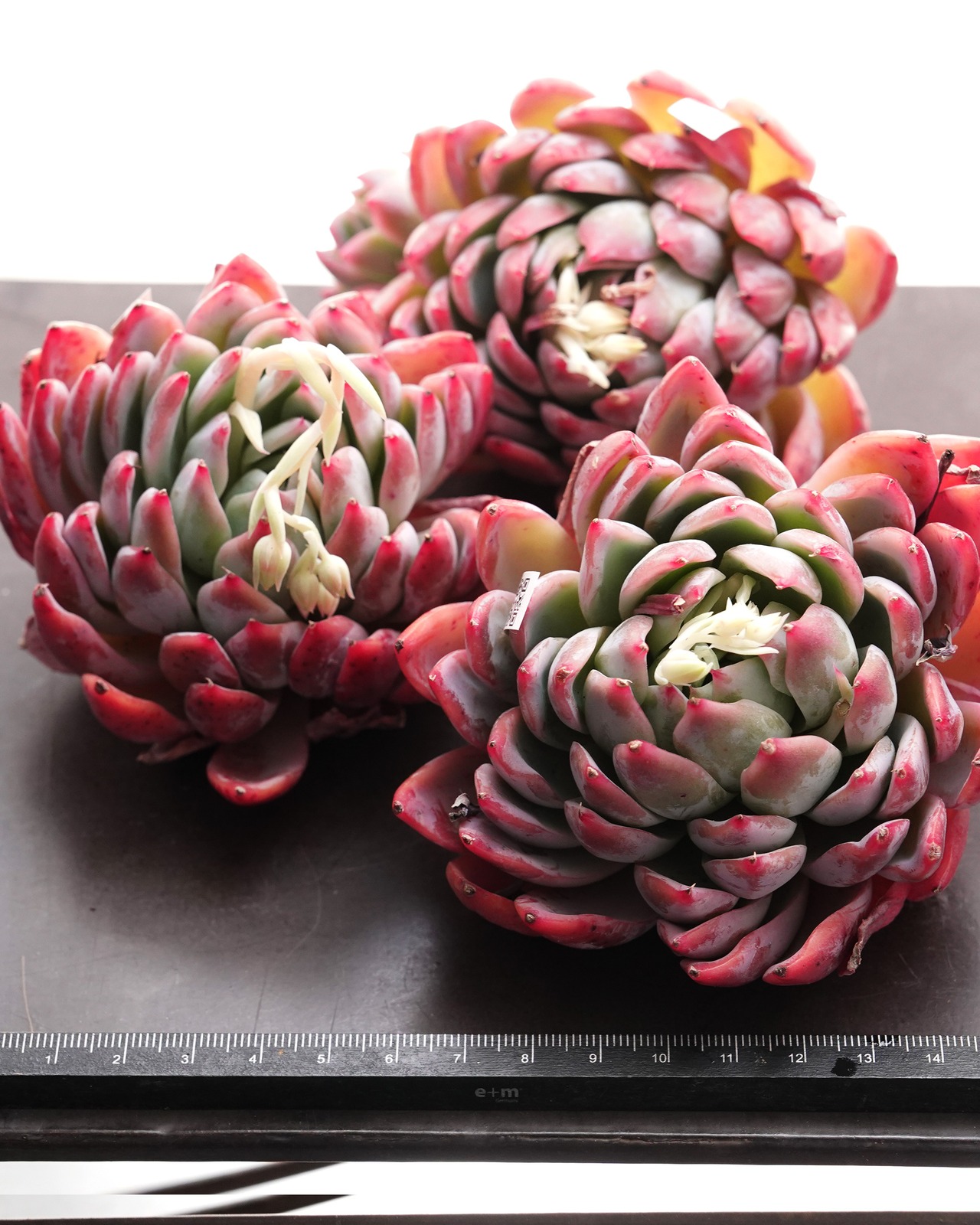 【スーパーガチャ】 カブリゼロシステムβ スタンダード10種セット ※タグ無し