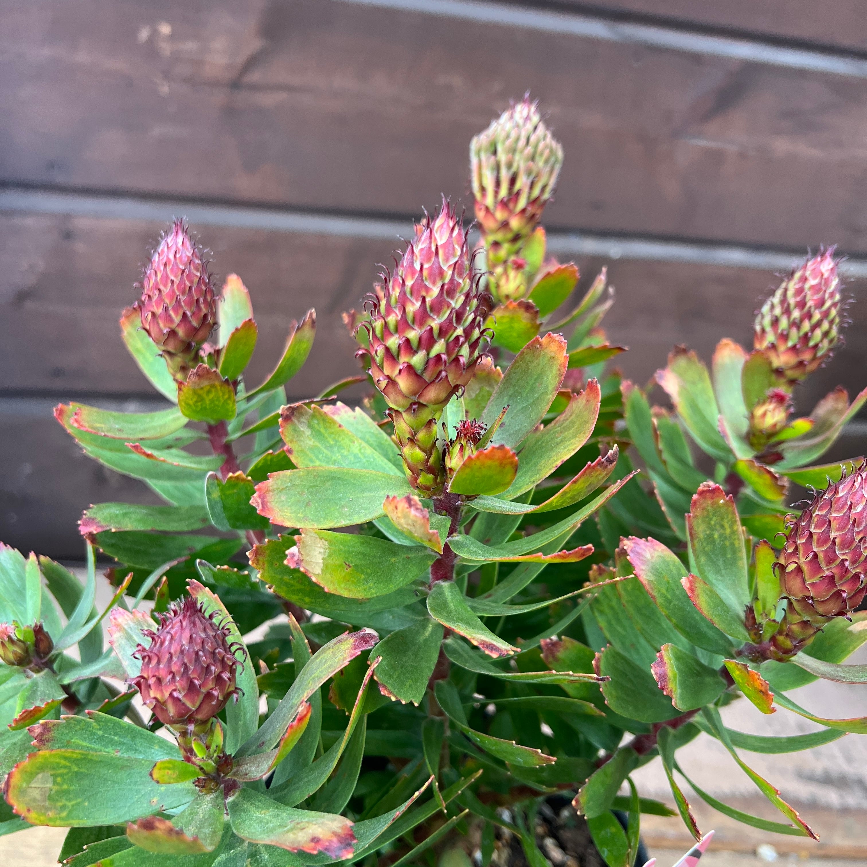 現品販売です。人気のオージープランツ・リューコスペルマム・カーニバルコース Amazon｜オージープランツ 観葉植物 鉢花：リューコスペルマム