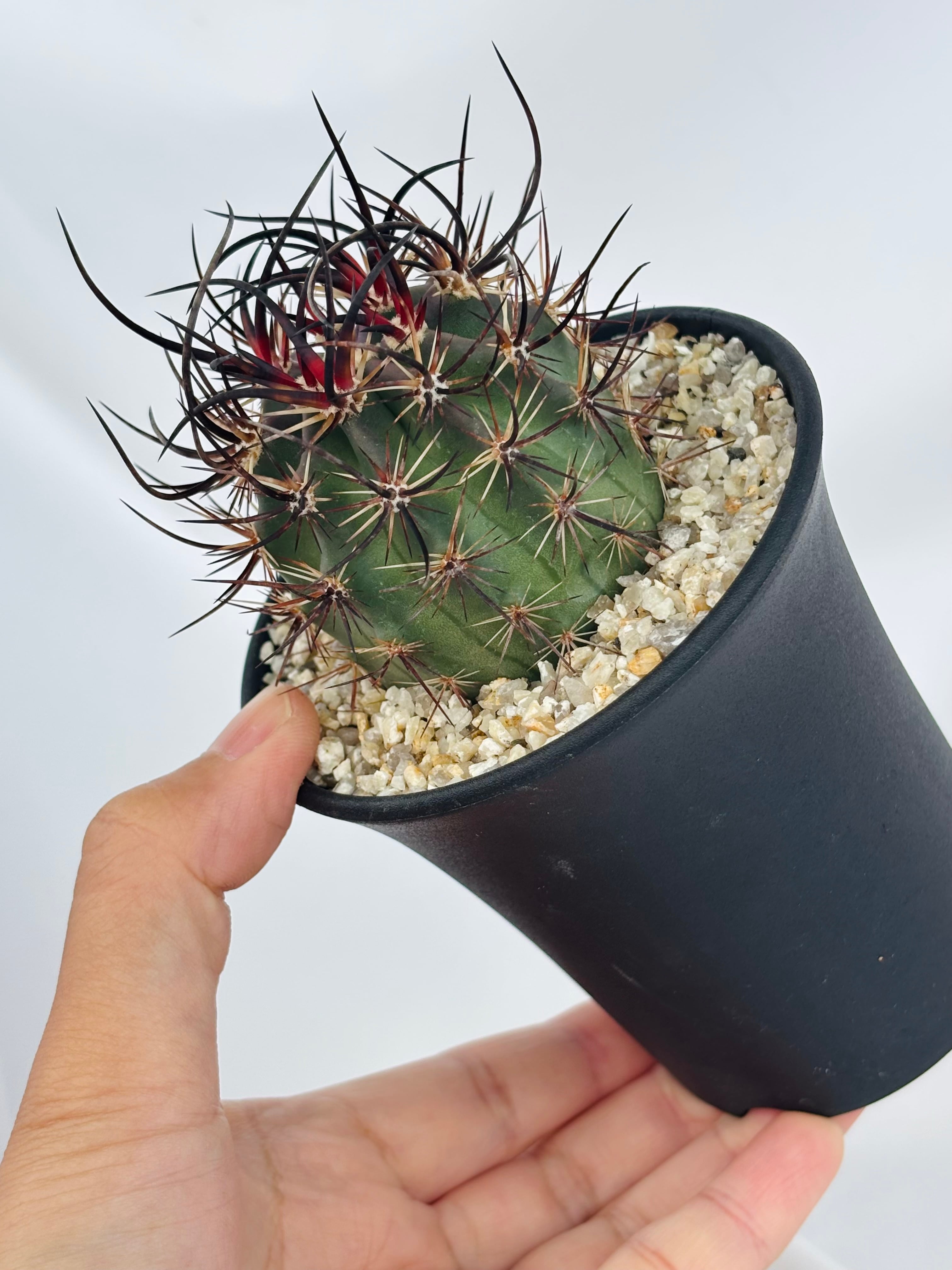 Echinocereus lindsayi エキノケレウス リンゼイ サボテン | plants