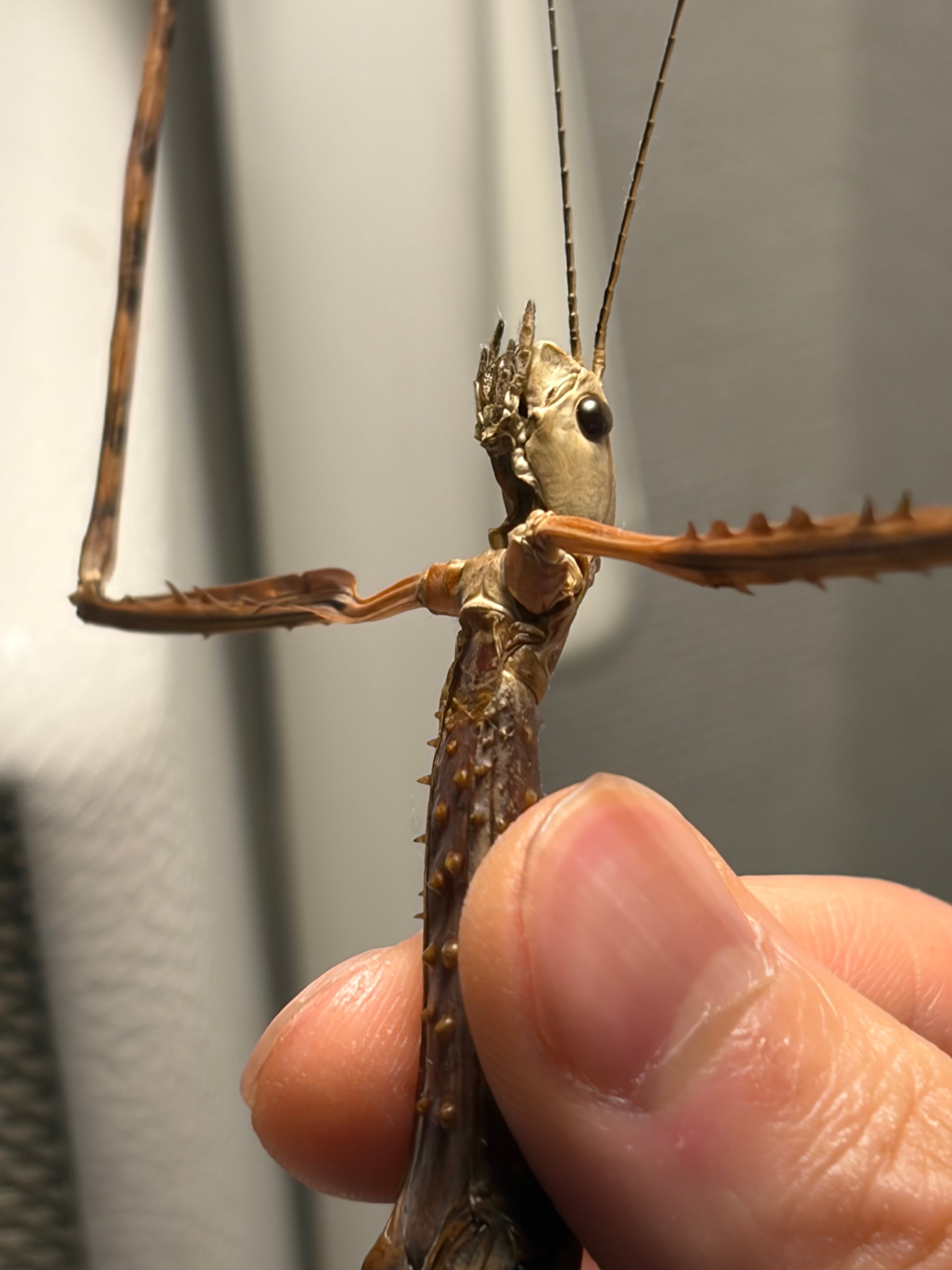 【成虫♀】ウルフィングナナフシ コノハムシカマキリマンティスコロギス標本 成虫♀】ウルフィングナナフシ コノハムシカマキリマンティスコロギス