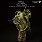 【送料無料】'Curly Slim'〔エアプランツ〕現品発送T3682