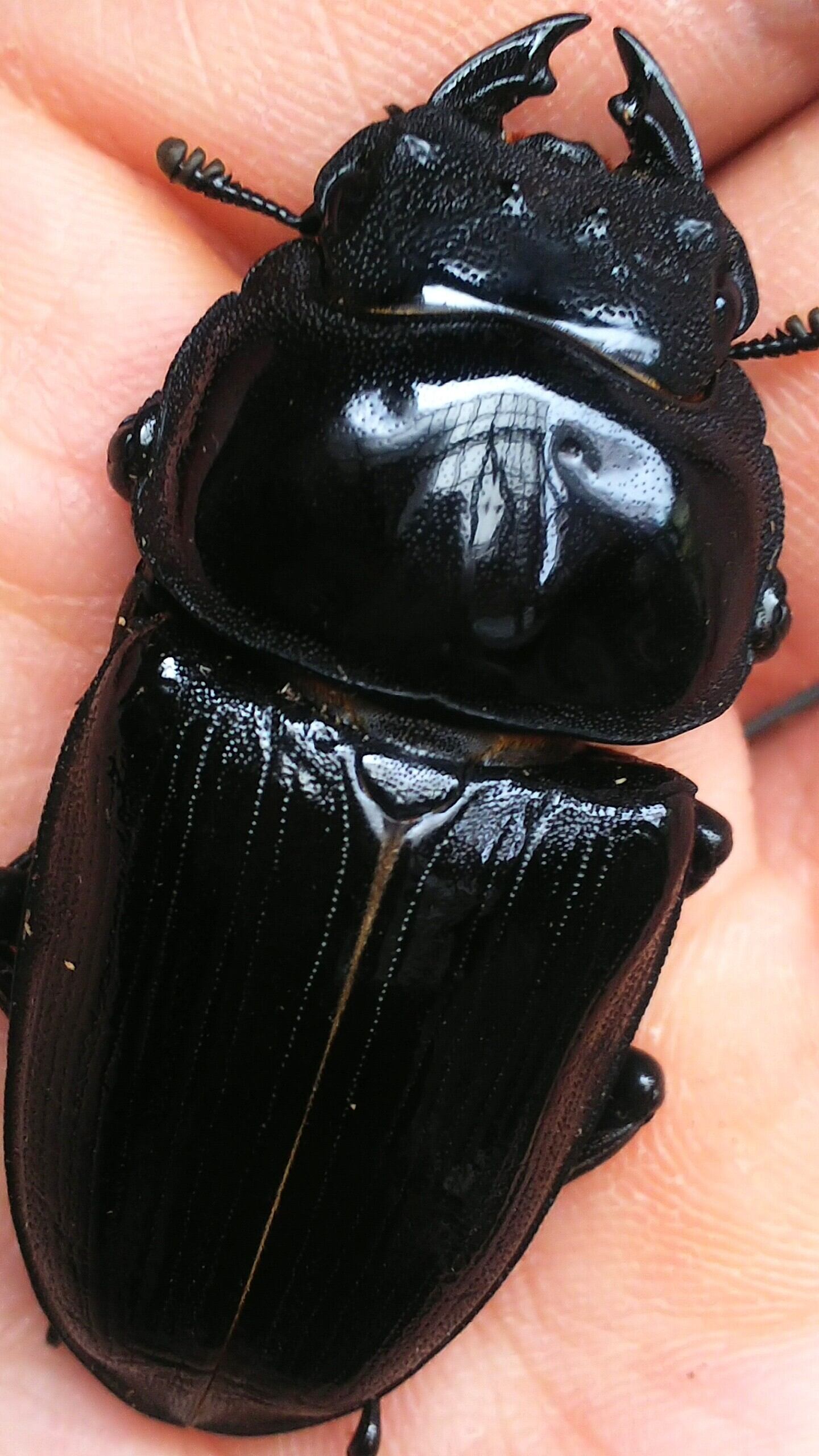 阿古谷オオクワガタ逆ハペア 極短極太