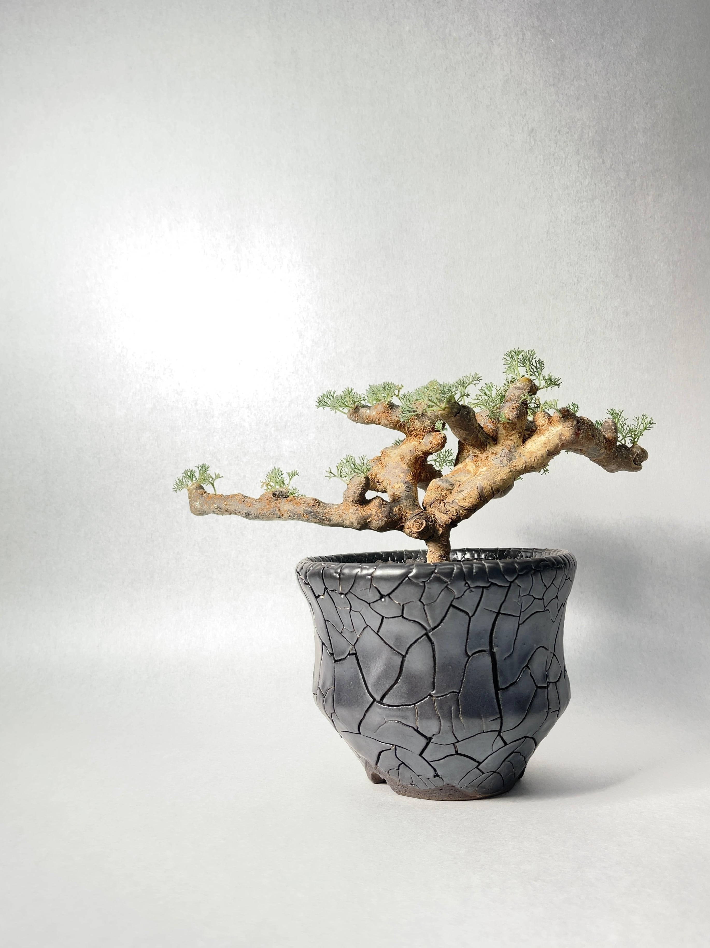 サルコカウロン・ムルチフィズム | trigger