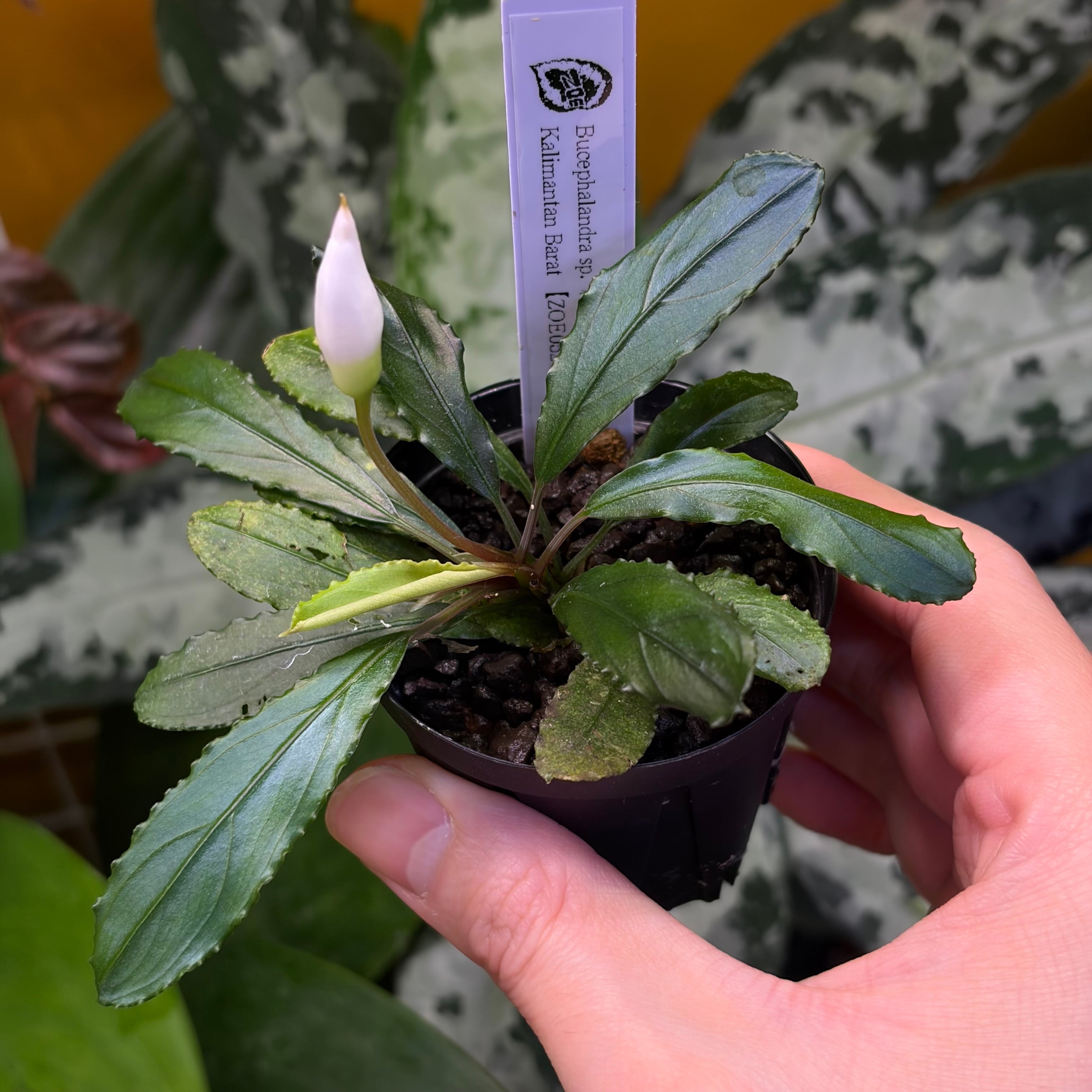 Bucephalandra ブセファランドラ | 熱帯雨林植物専門店 トイ吉園芸