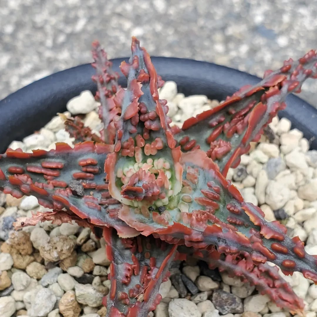 i*d様 アロエハイブリッド　TCT Lion Claw アロエ ハイブリッド “Lion claw”Aloe hybrid 第四種 アロエラボ