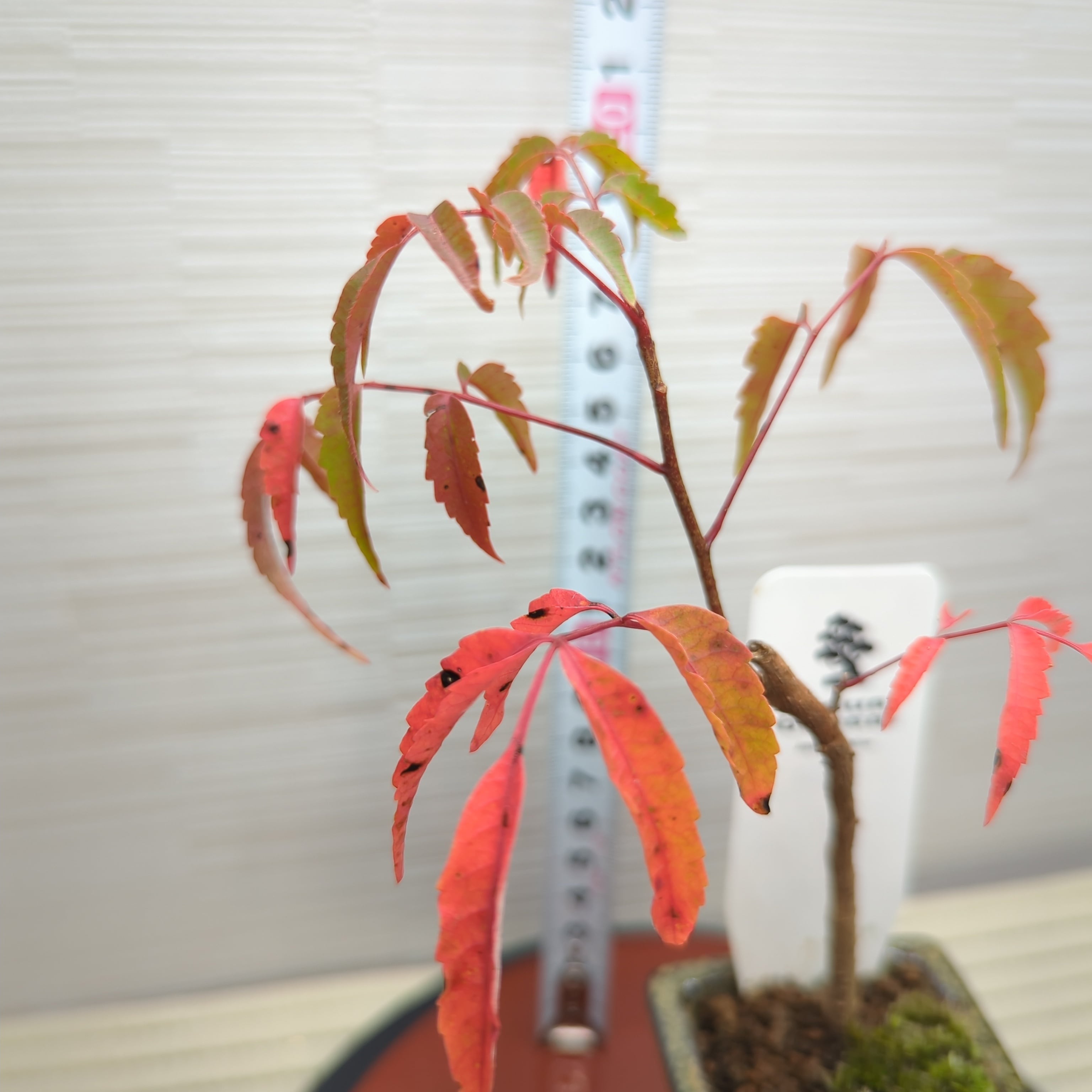 ハゼノキ ミニ盆栽 鉢ごと配送 | BRIDGE GARDEN